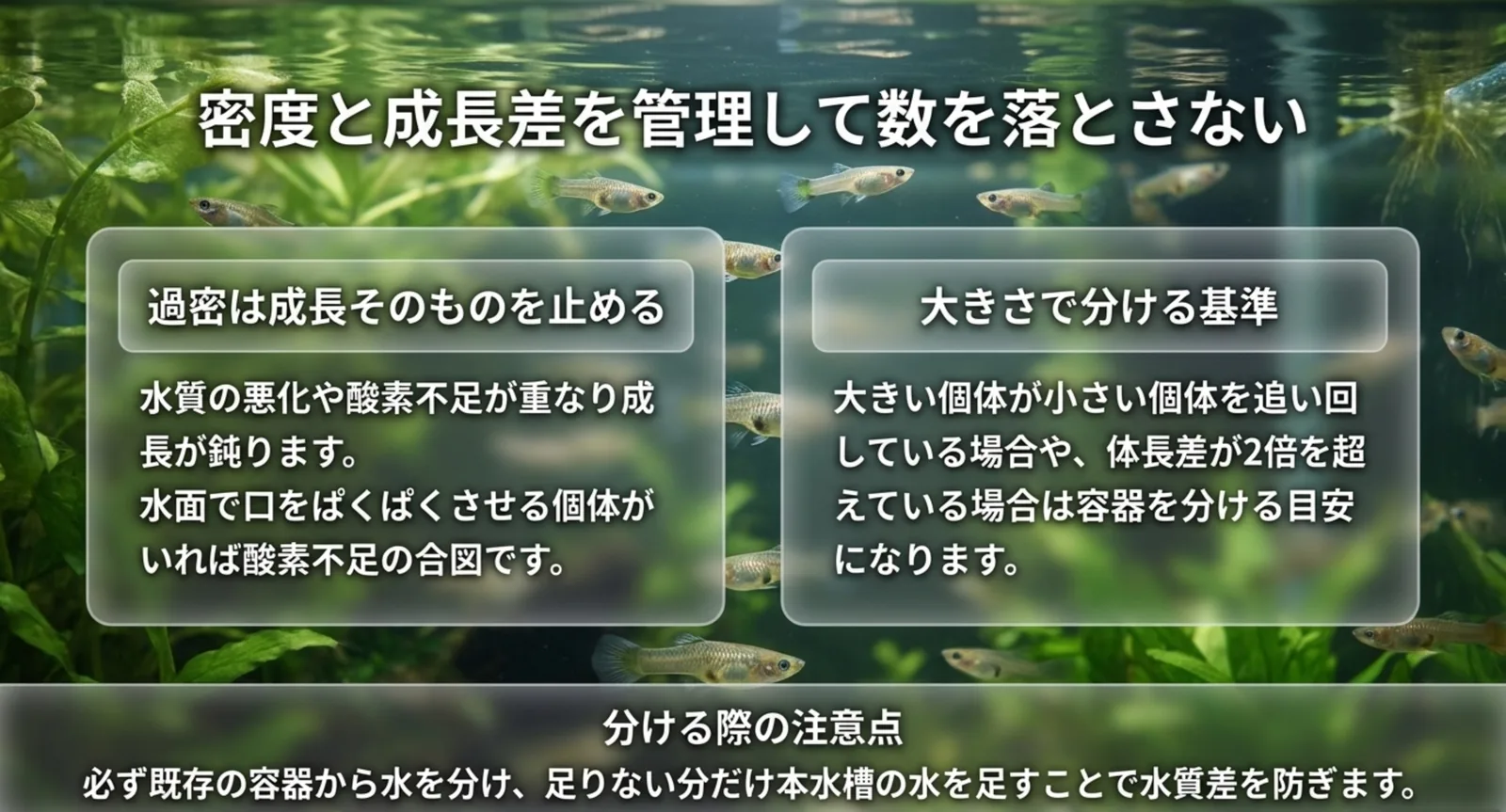 過密が成長を止めるしくみと、体長差が2倍を超えたら容器を分けるという目安の図