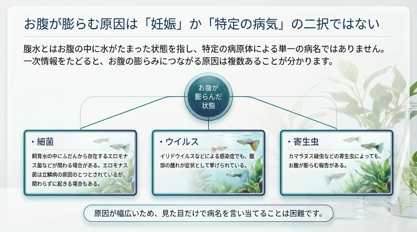 腹水はお腹に水がたまった状態で単一の病名ではないとし、細菌・ウイルス・寄生虫のそれぞれでもお腹が膨らむことがあると3つに分けて示したスライド
