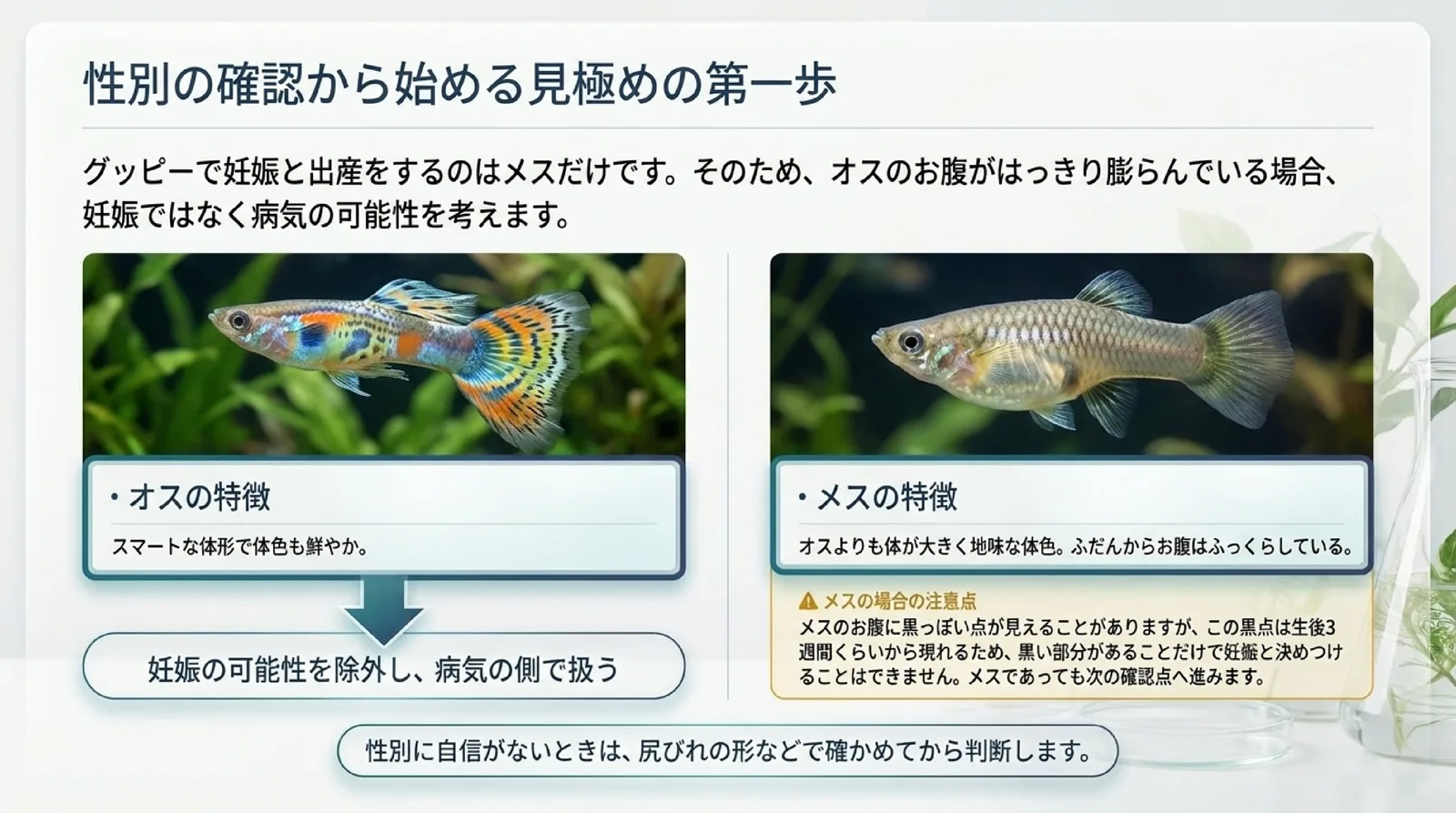 妊娠するのはメスだけなのでオスのお腹の膨らみは病気の側で扱うことと、メスの黒い点は生後3週間くらいから現れ妊娠の証拠にならないことを示したスライド