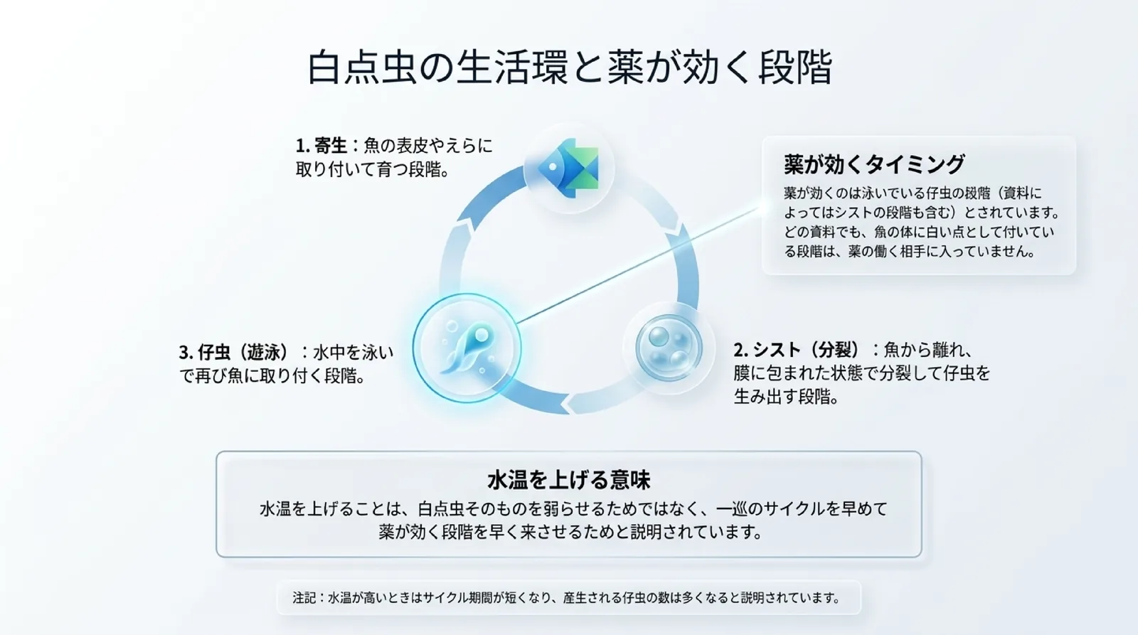 魚に寄生する段階、魚から離れて膜の中で分裂するシスト、水中を泳ぐ仔虫の3段階を輪で示し、薬が効くのは泳いでいる仔虫の段階で、水温を上げるのは一巡を早めるためと説明したスライド