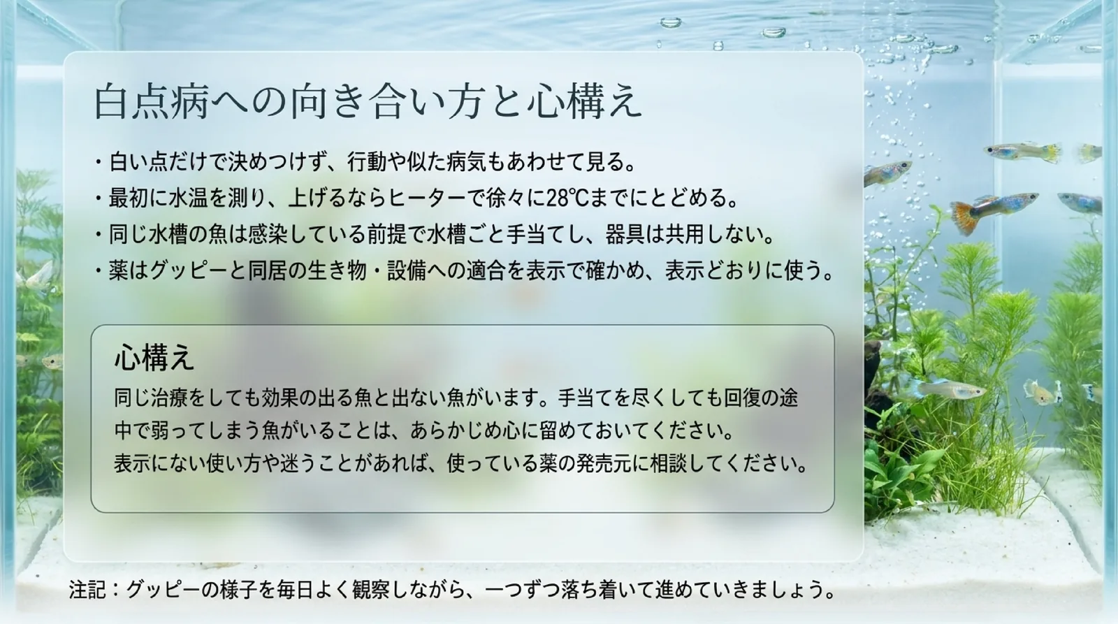 グッピーの白点病｜初期症状とうつるか・水温28℃までの加温とメチレンブルーの表示の確かめ方
