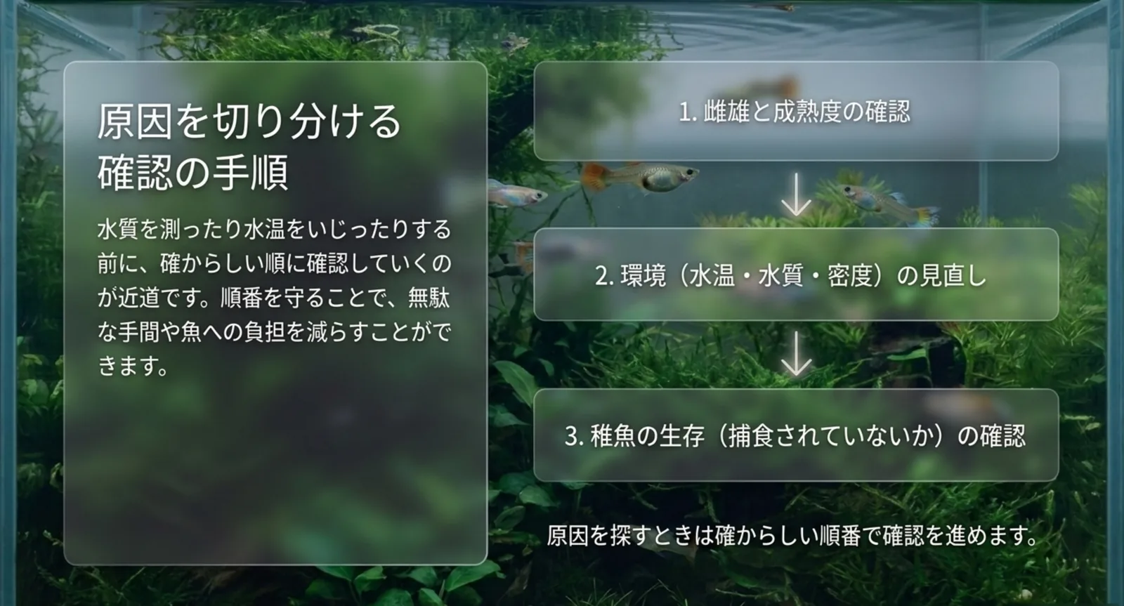 雌雄と成熟度の確認、環境(水温・水質・密度)の見直し、稚魚の生存確認という順番を示した図