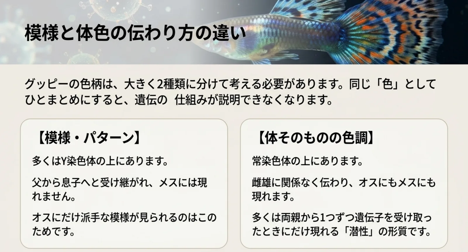 模様の多くはY染色体、体そのものの色調は常染色体にあることを並べて示した図