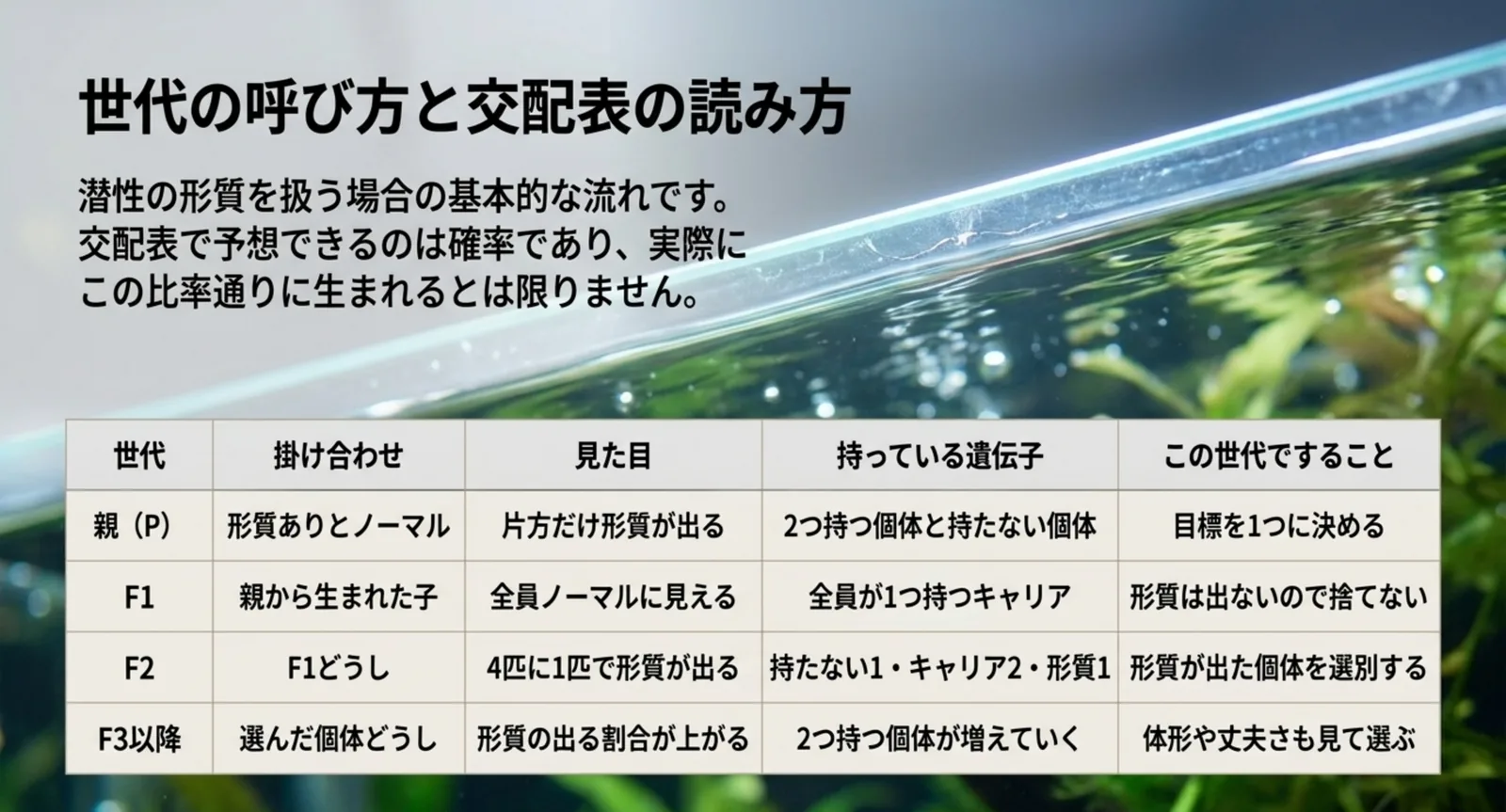 親からF3以降まで、見た目と持っている遺伝子、その世代ですることをまとめた表