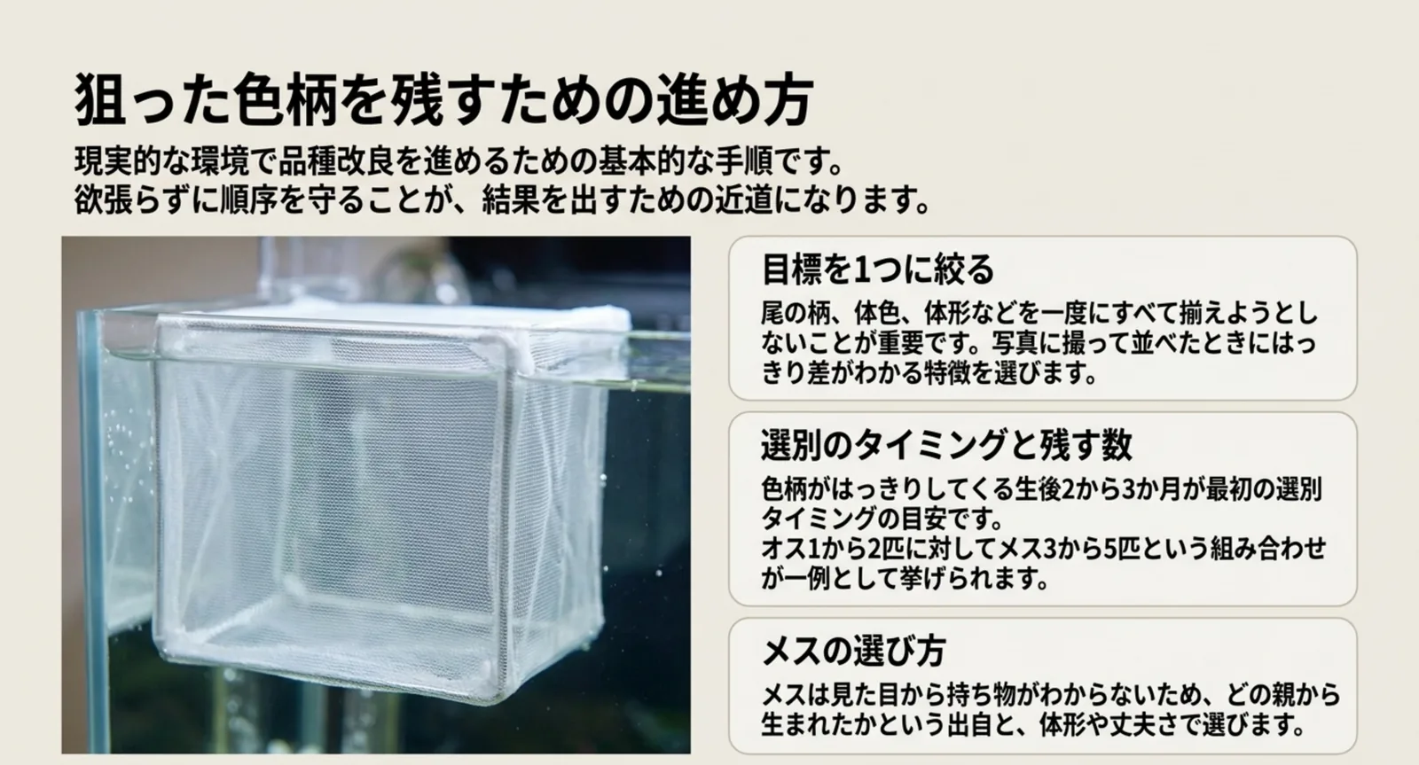 目標を1つに絞る、選別のタイミングと残す数、メスの選び方という3つの手順を示した図