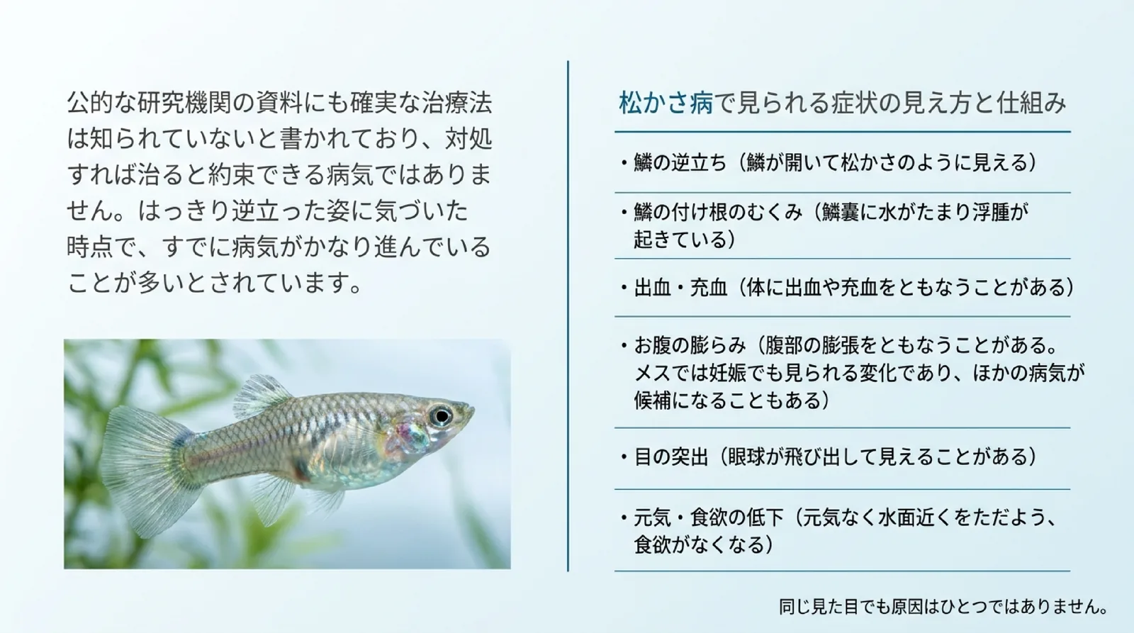 鱗の逆立ち、鱗の付け根のむくみ、出血や充血、お腹の膨らみ、目の突出、元気や食欲の低下を並べ、公的機関の資料にも確実な治療法は知られていないと書かれていることを添えたスライド