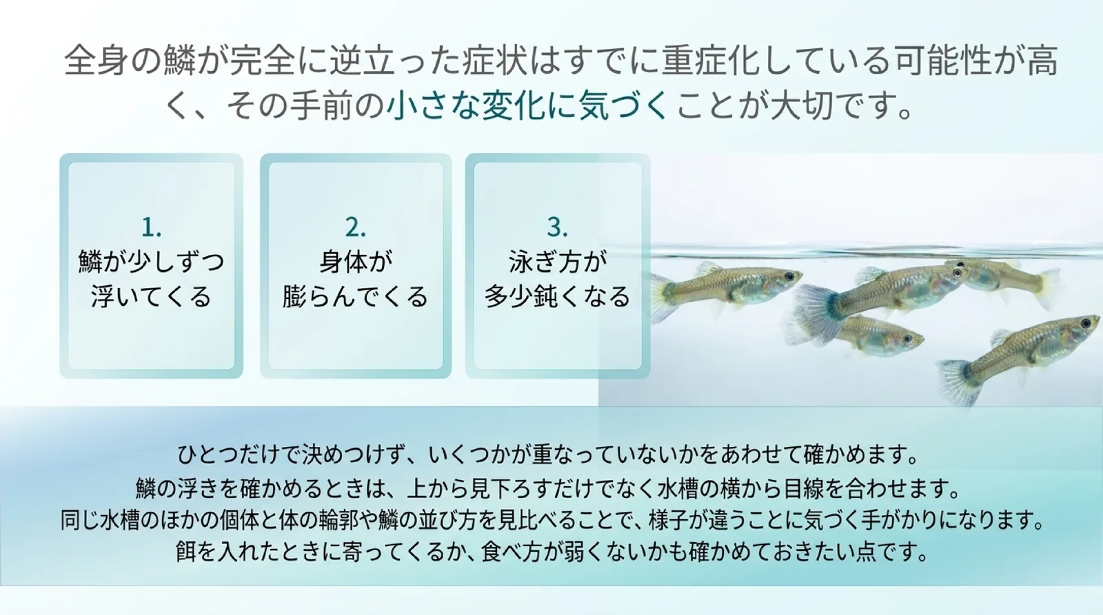鱗が少しずつ浮く、体が膨らむ、泳ぎ方が鈍くなるの3つの兆候と、横から目線を合わせてほかの個体と見比べる見方を示したスライド