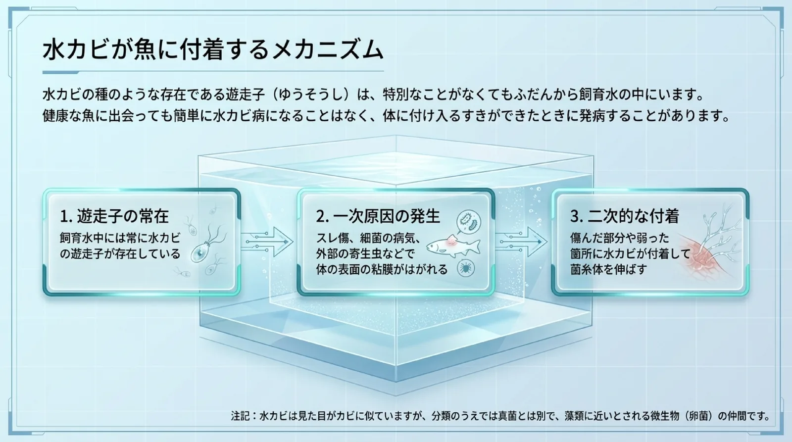 水カビの遊走子はふだんから飼育水にいて、スレや細菌の病気、寄生虫などで体の表面の粘膜がはがれたところに付着するという流れを3段階で示したスライド