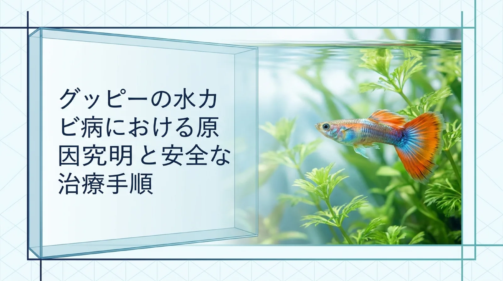 グッピーの水カビ病｜白い綿の原因とうつるか・塩浴と薬の表示の確かめ方