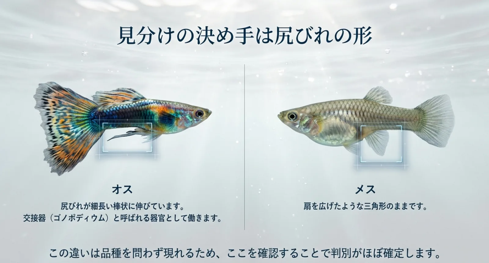 オスの棒状に伸びた尻びれ(交接器)とメスの扇形の尻びれを並べて示した図