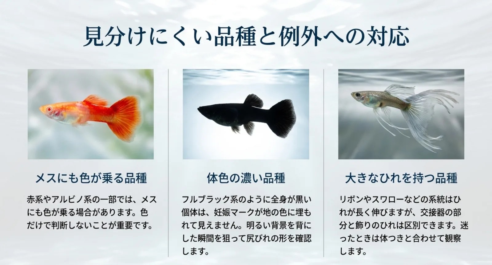 メスにも色が乗る品種・体色の濃い品種・大きなひれを持つ品種という3つの例外と確認方法の図