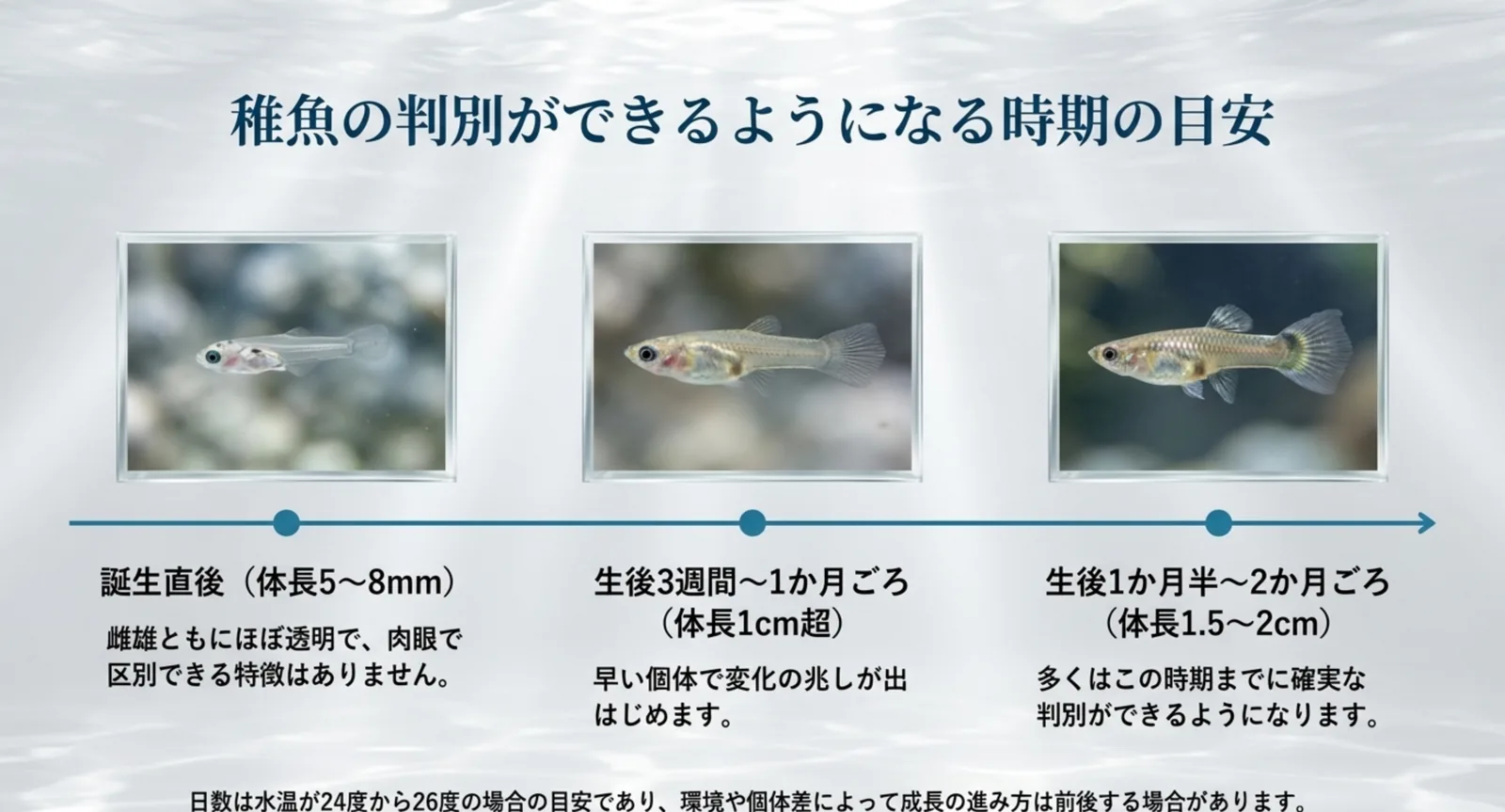誕生直後から生後2か月ごろまで、体長ごとに雌雄の判別がどこまでできるかを示した図