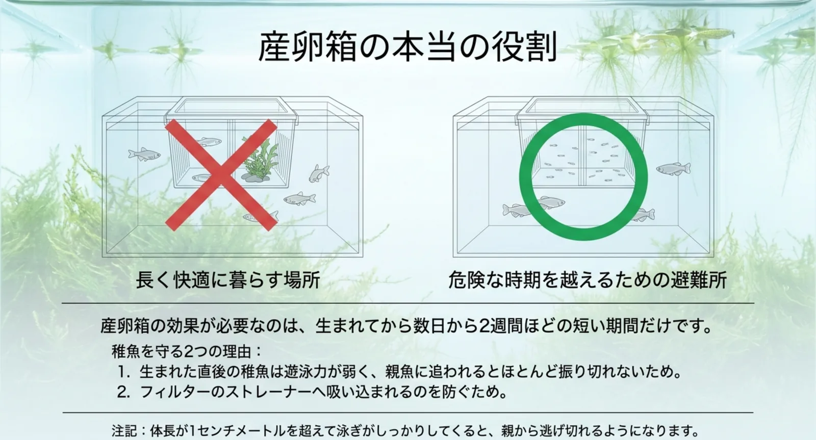 産卵箱は生後数日から2週間の避難所であることを示した図