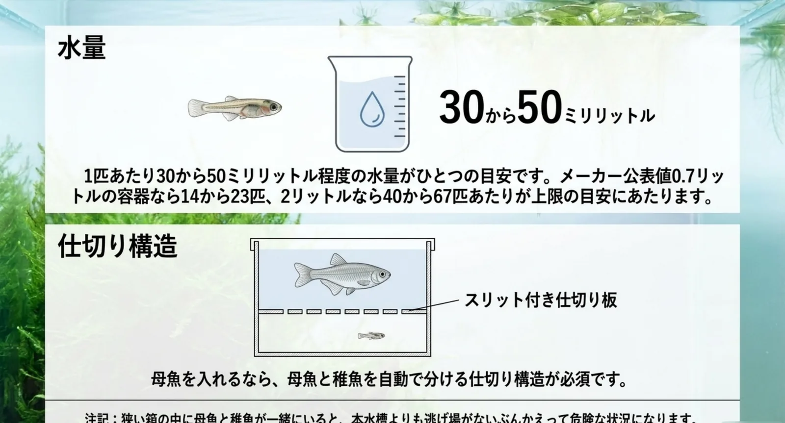 稚魚1匹あたり30〜50mLという水量の目安と、母魚と稚魚を分ける仕切り構造の図