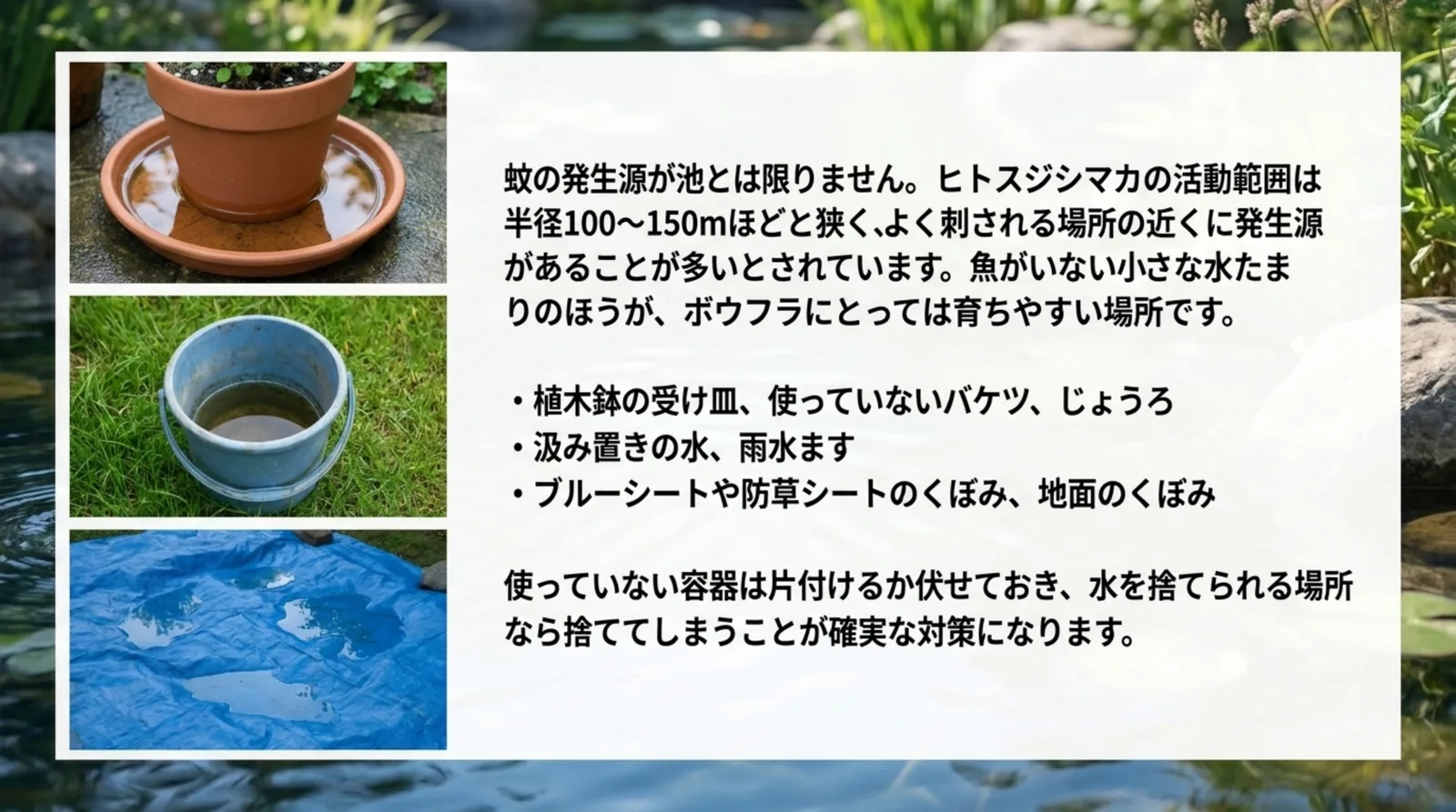 植木鉢の受け皿、使っていないバケツ、ブルーシートのくぼみなど、池の周りで蚊の発生源になりやすい小さな水たまりの例