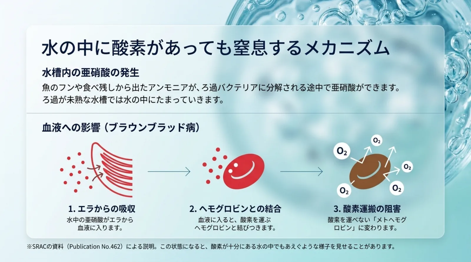 亜硝酸がエラから血液に入り、ヘモグロビンと結びついて酸素を運べないメトヘモグロビンに変わる流れを示した図解