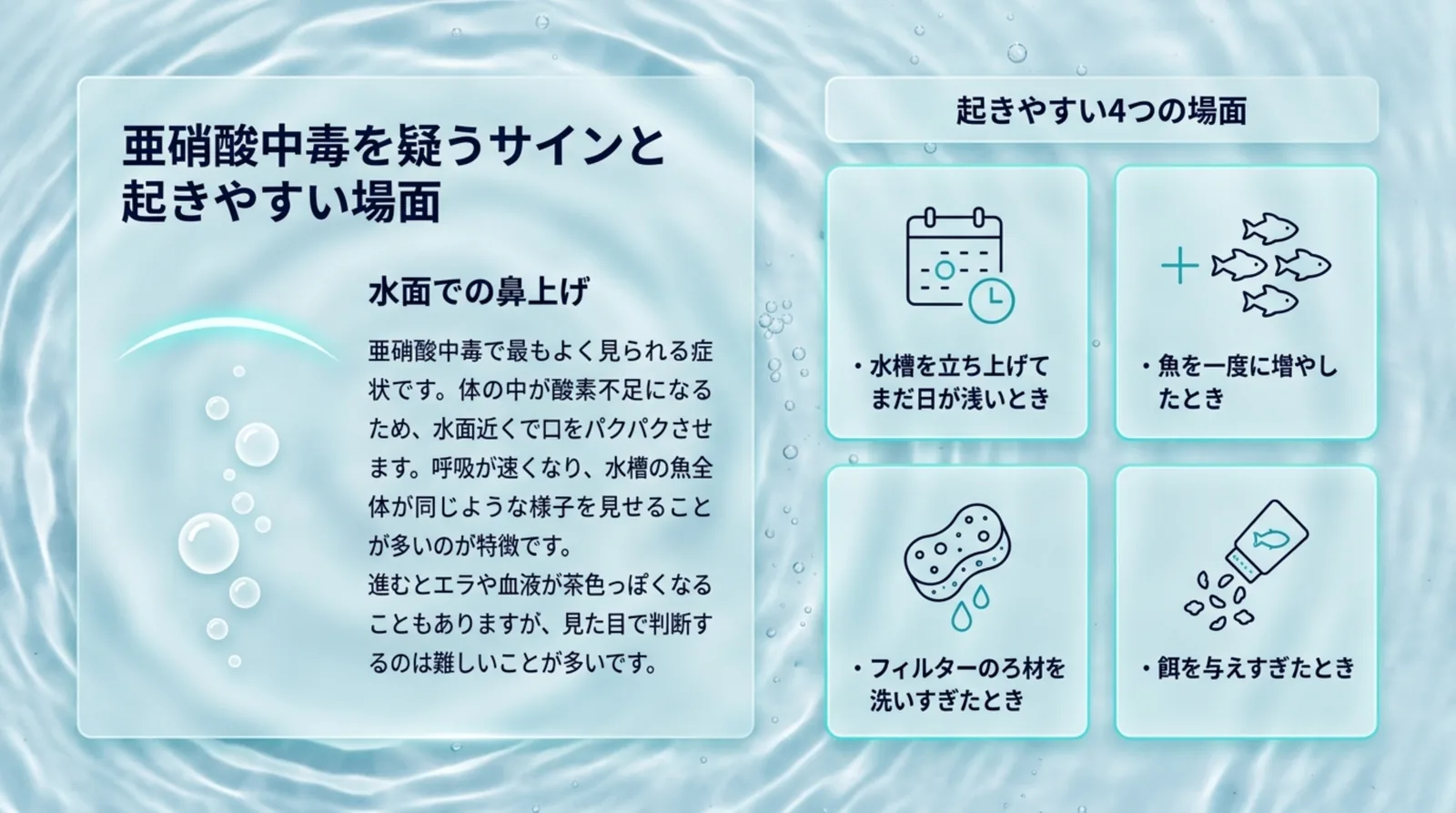 水面での鼻上げなど亜硝酸中毒を疑うサインと、立ち上げ直後や魚を増やしたときなど起きやすい4つの場面の図解
