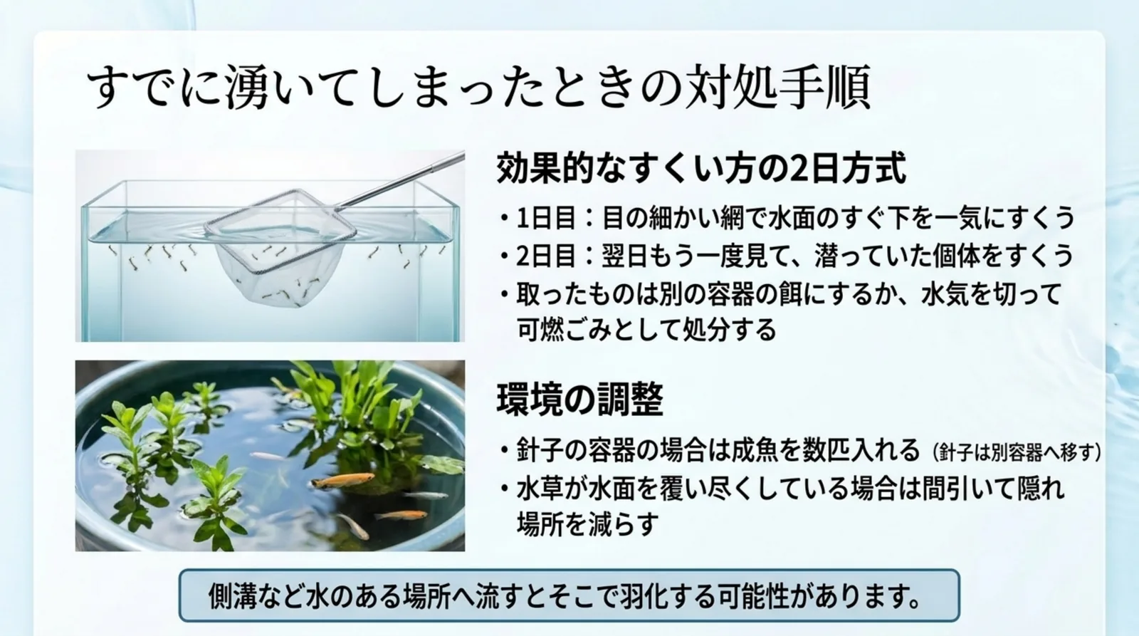 網で水面のすぐ下をすくう図と水草のある容器の写真とともに、2日続けてすくう方法と成魚を入れる・水草を間引くなどの環境の調整を示したスライド