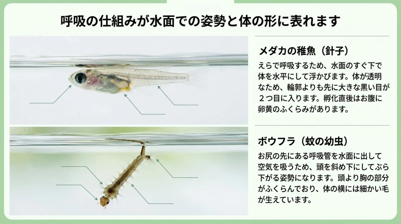 えらで呼吸して水平に浮かぶ針子と、呼吸管を水面に出して斜めにぶら下がるボウフラの体のつくりを比べたスライド