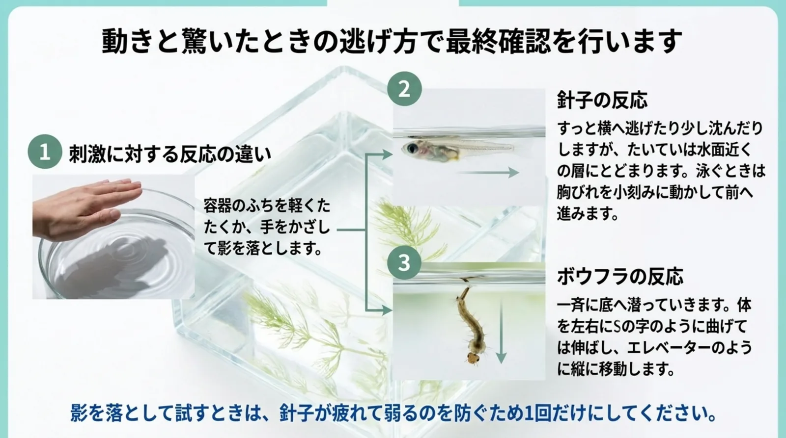 容器に影を落としたとき、針子は横へ逃げて水面近くにとどまり、ボウフラは一斉に底へ潜る違いを示したスライド
