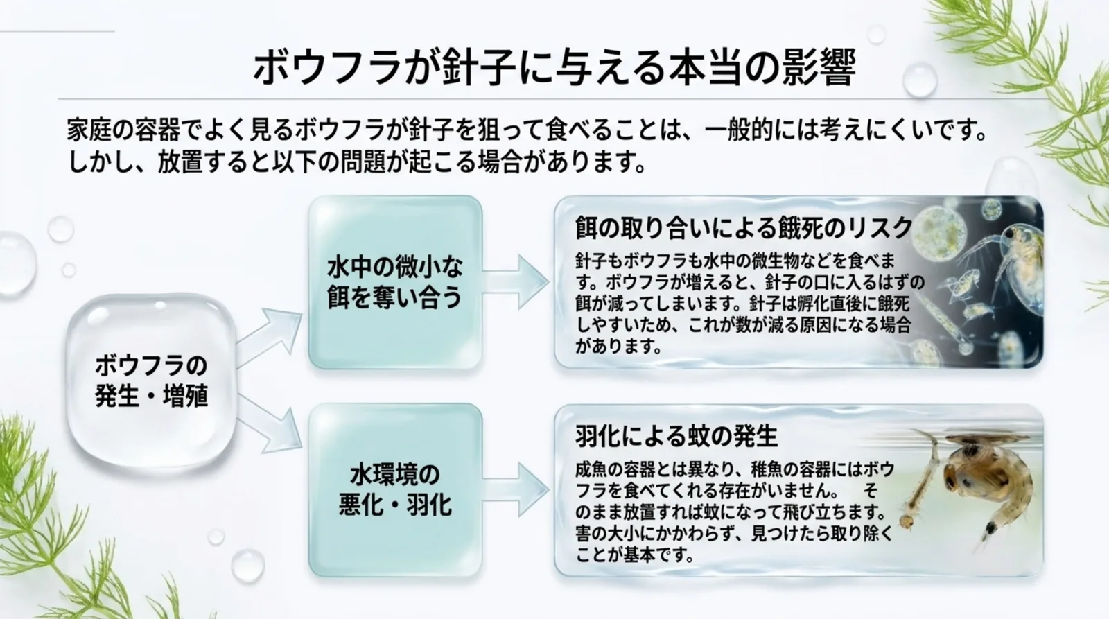 ボウフラが増えると餌の取り合いと羽化による蚊の発生が起こりうることを図で整理したスライド