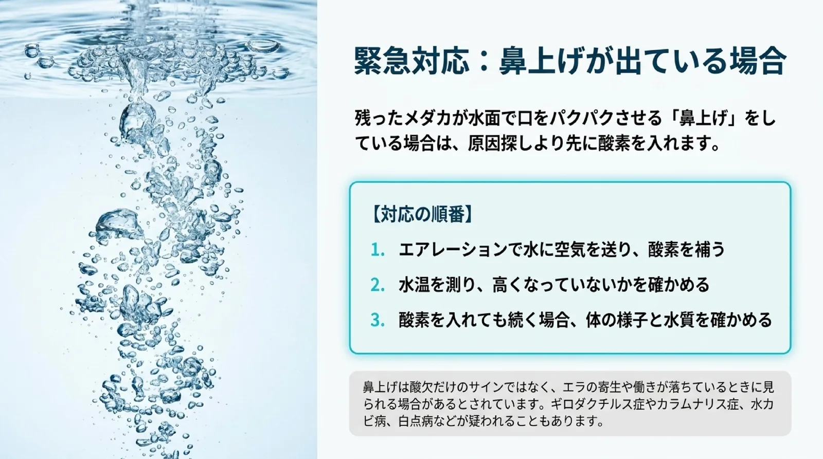 鼻上げが出ていたらエアレーションで酸素を補い、水温を測り、続くなら体の様子と水質を確かめる順番と、鼻上げは病気でも出ることを示したスライド