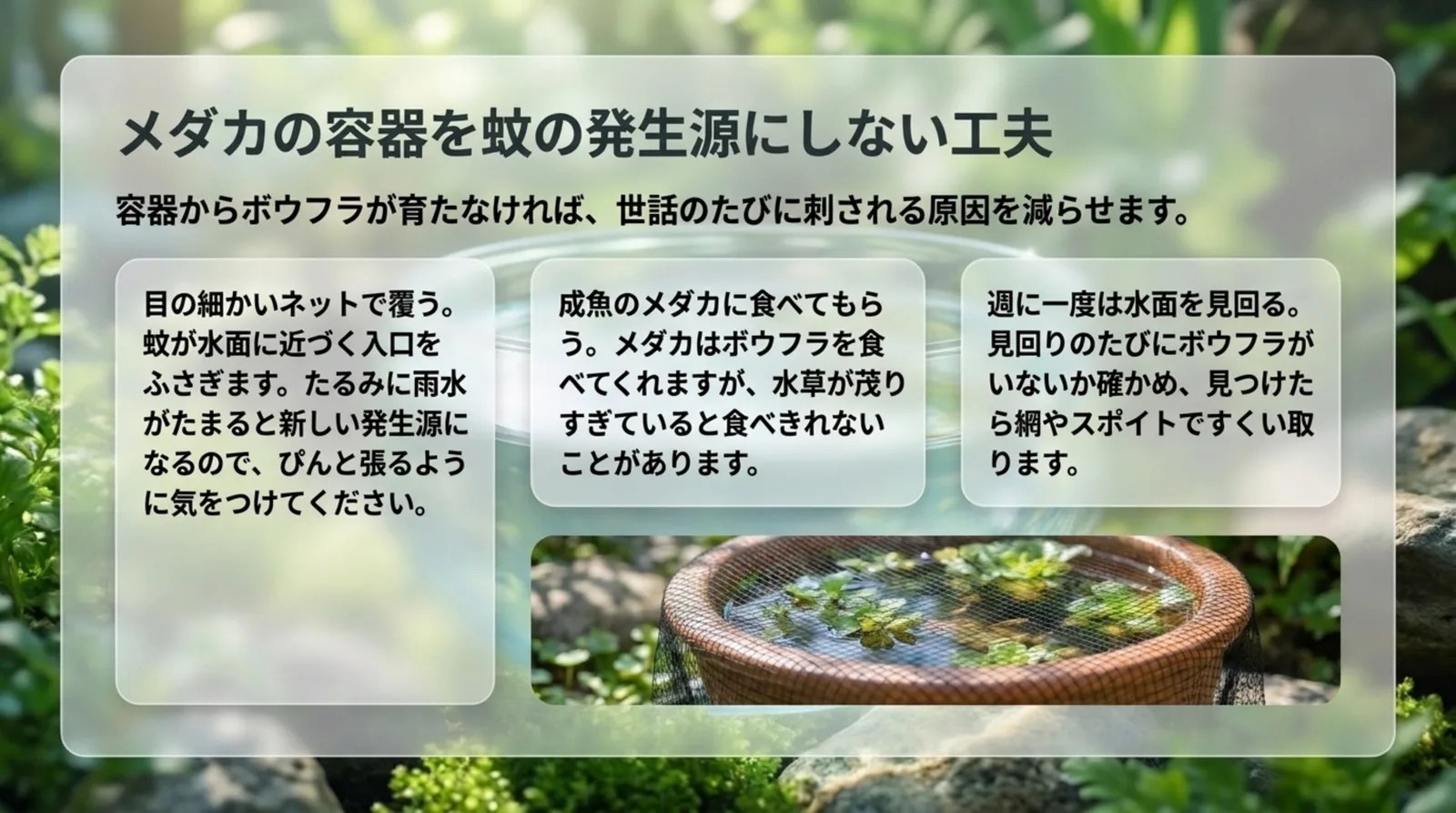 ネットで覆う、成魚のメダカにボウフラを食べてもらう、週に一度水面を見回るという3つの工夫を示したスライド