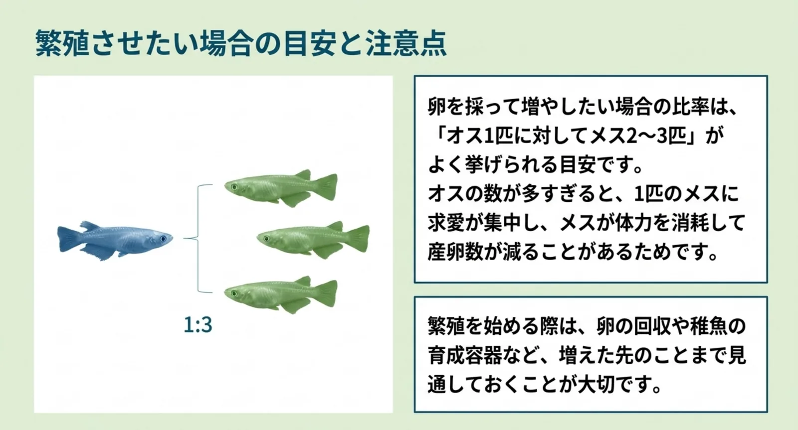 オス1匹に対してメス3匹を並べた図で雌雄比の目安を示し、オスが多すぎると産卵数が減ることを説明したスライド