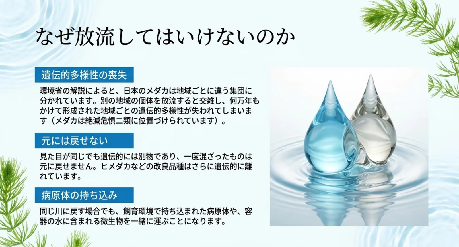 遺伝的多様性の喪失・元には戻せない・病原体の持ち込みという放流の3つの問題点をまとめた図