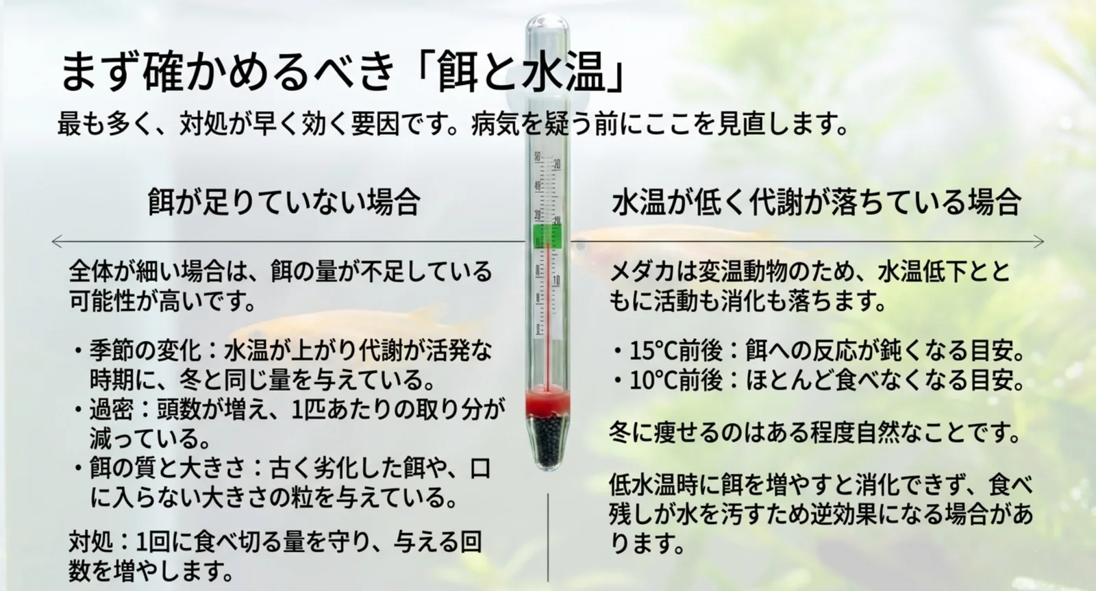 餌が足りていない場合と水温が低く代謝が落ちている場合の違いをまとめた図