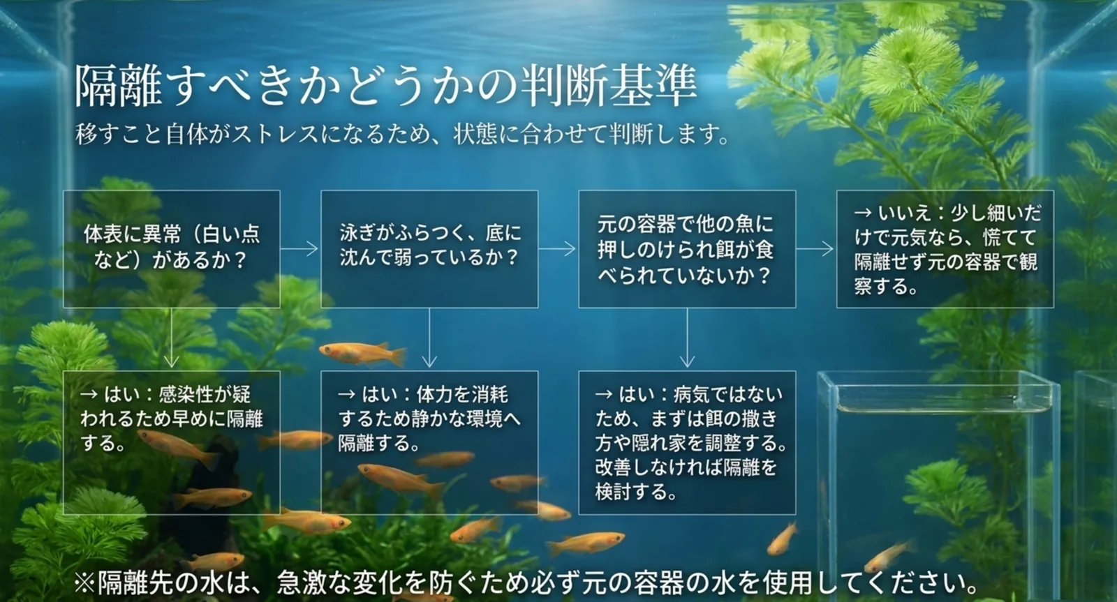 体表の異常・弱り具合・餌が取れているかで隔離の要否を判断する流れ図