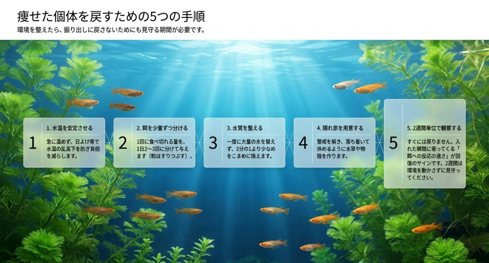 水温の安定・少量頻回の給餌・水質・隠れ家・2週間観察という回復の5手順