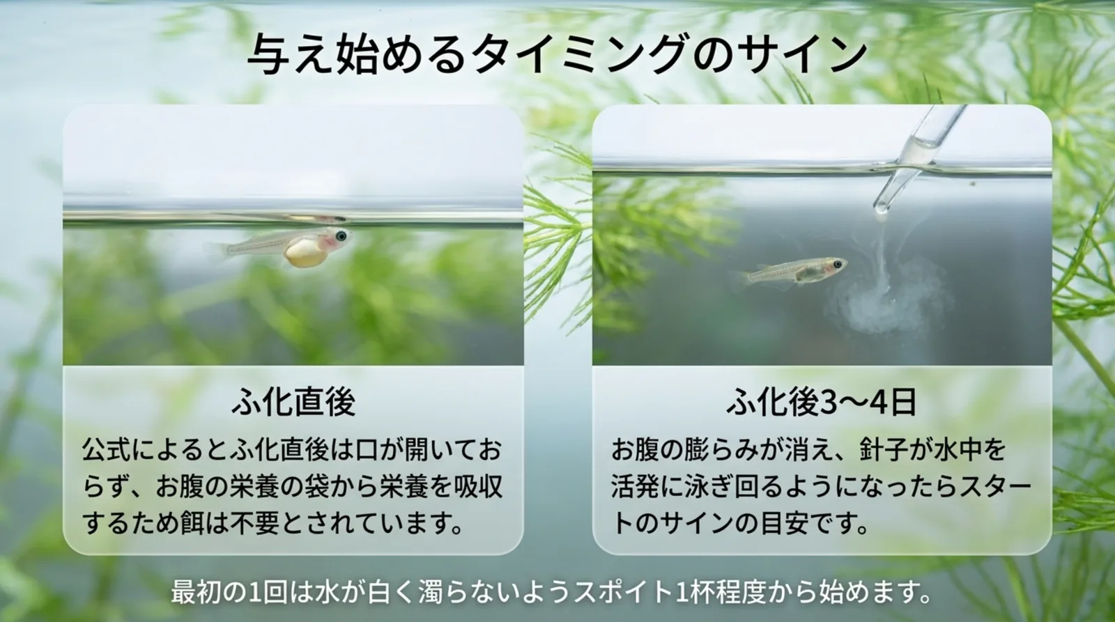 お腹に栄養の袋が残るふ化直後の針子と、膨らみが消えて泳ぎ回る針子にスポイトで餌を落とす様子を並べ、与え始めの目安を示したスライド