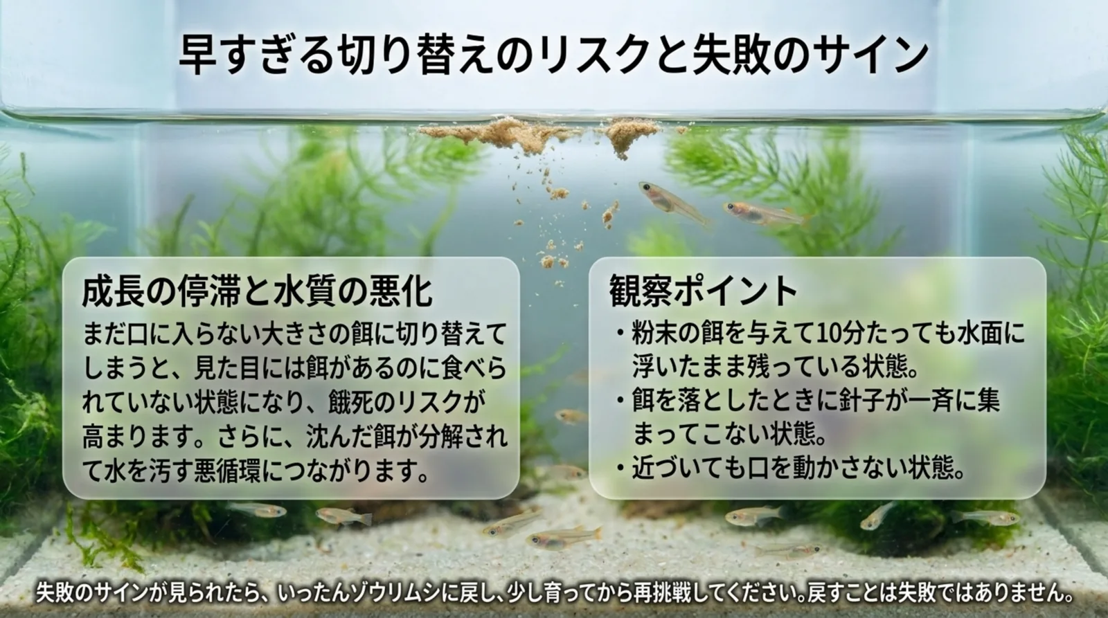 水面に浮いたまま残る粉末の餌の写真とともに、成長の停滞と水質の悪化、10分たっても餌が残るなどの観察ポイントを示したスライド