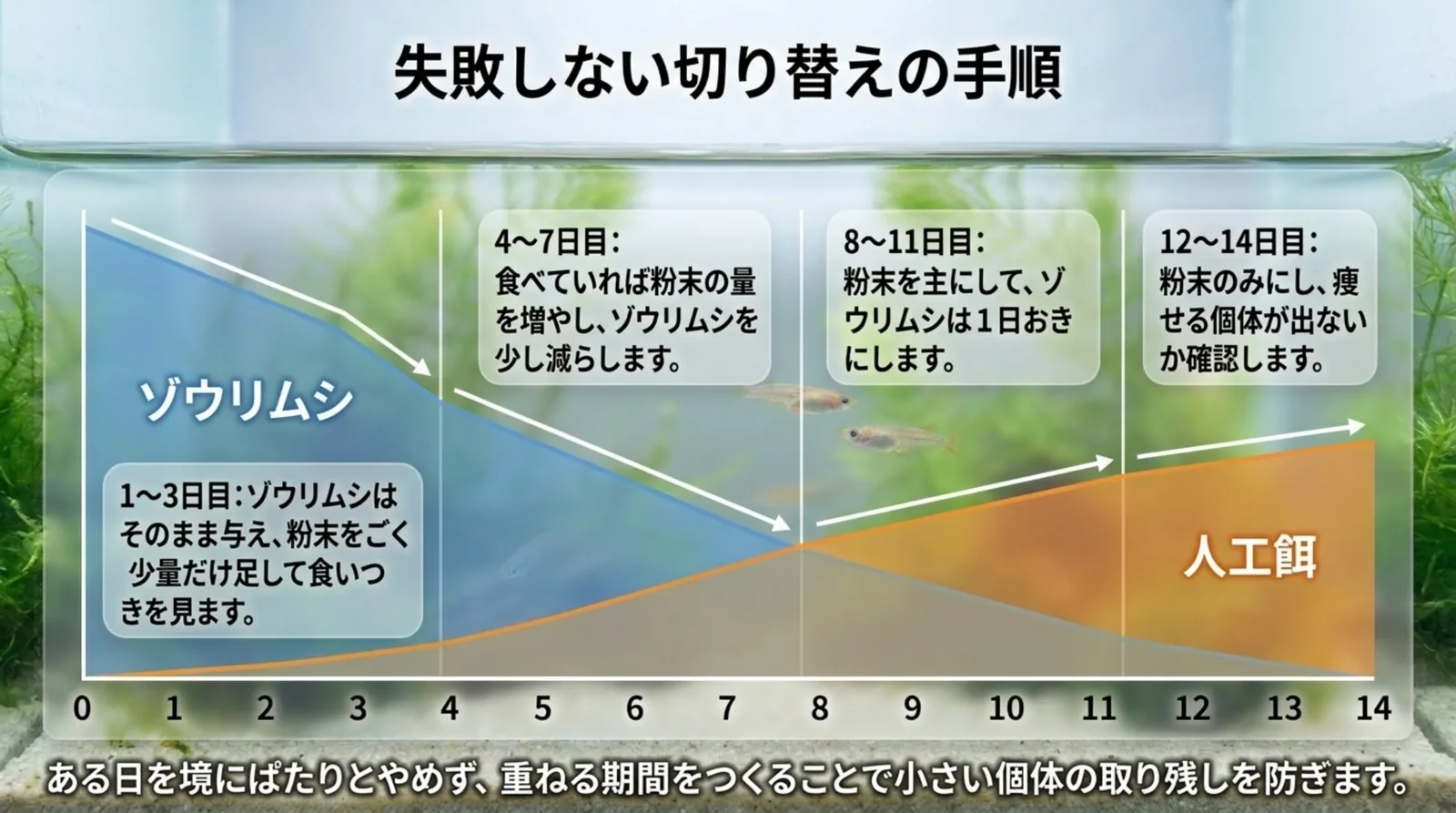 14日間の横軸でゾウリムシの割合を減らし人工餌の割合を増やしていく帯グラフに、1〜3日目から12〜14日目までの進め方を添えたスライド