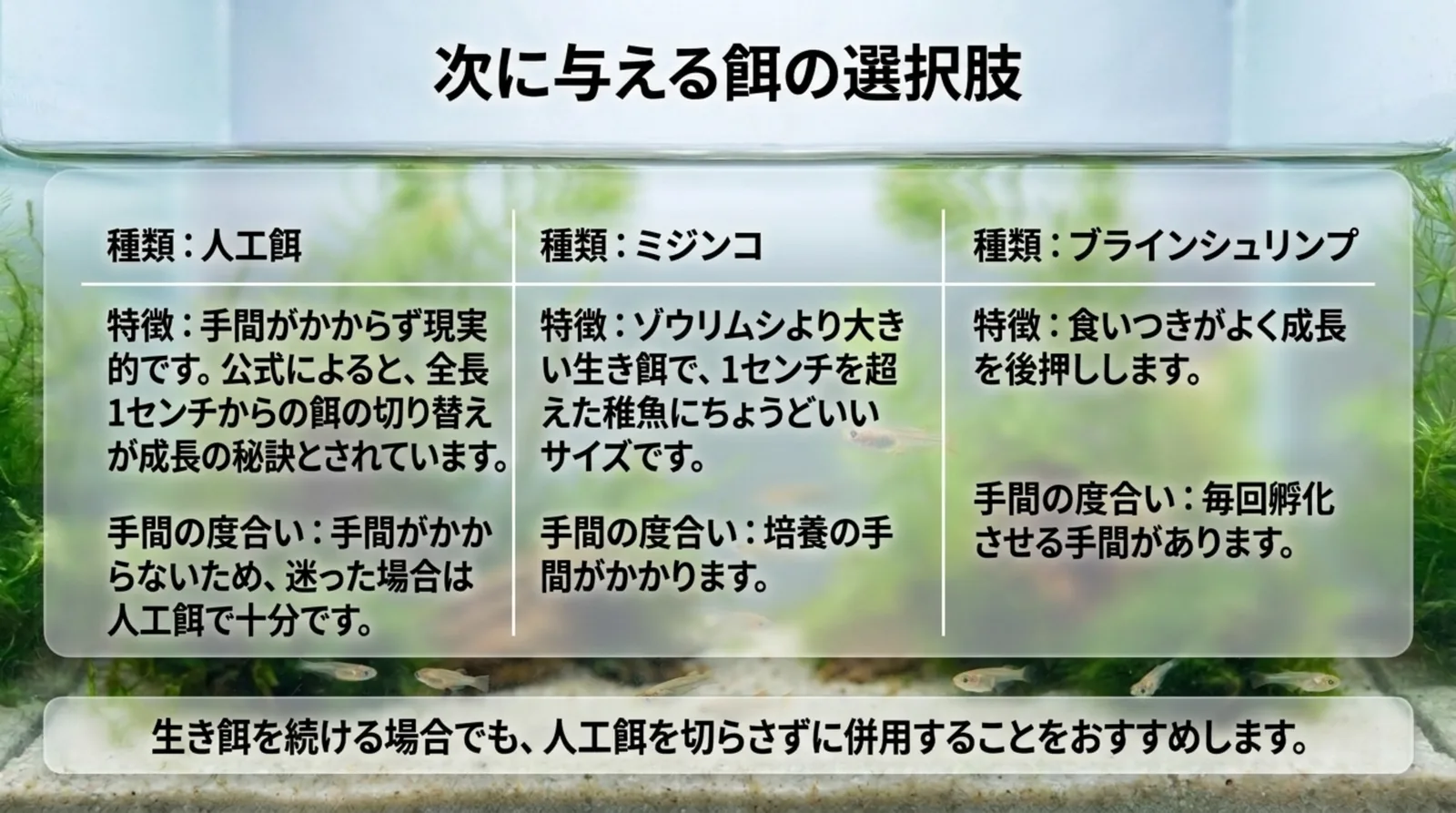 人工餌・ミジンコ・ブラインシュリンプの3列で、それぞれの特徴と手間の度合いを比べた表のスライド