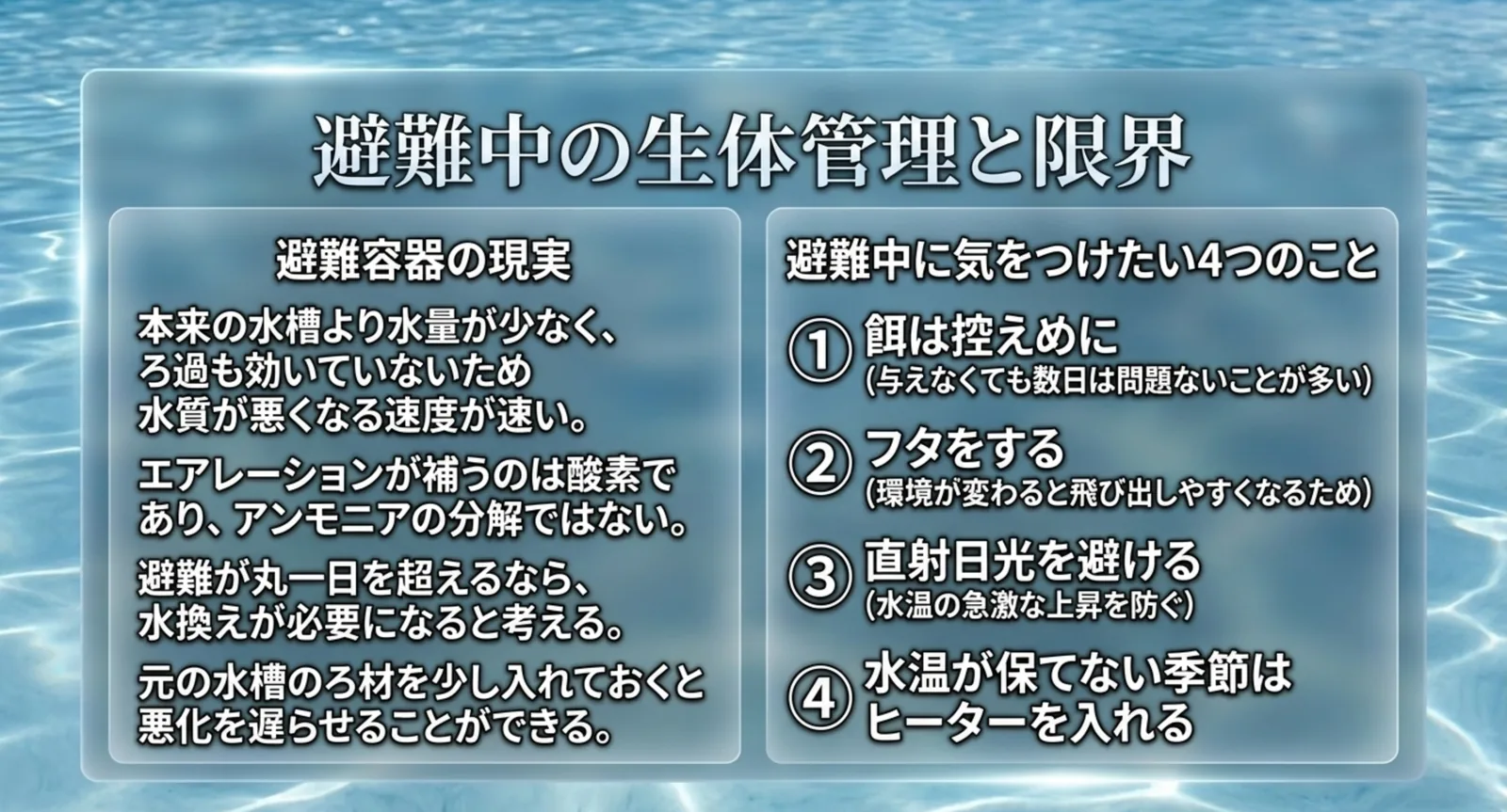 避難容器は水量が少なくろ過も効かないため水質悪化が速いことと、餌・フタ・直射日光・水温という四つの注意点を並べたスライド