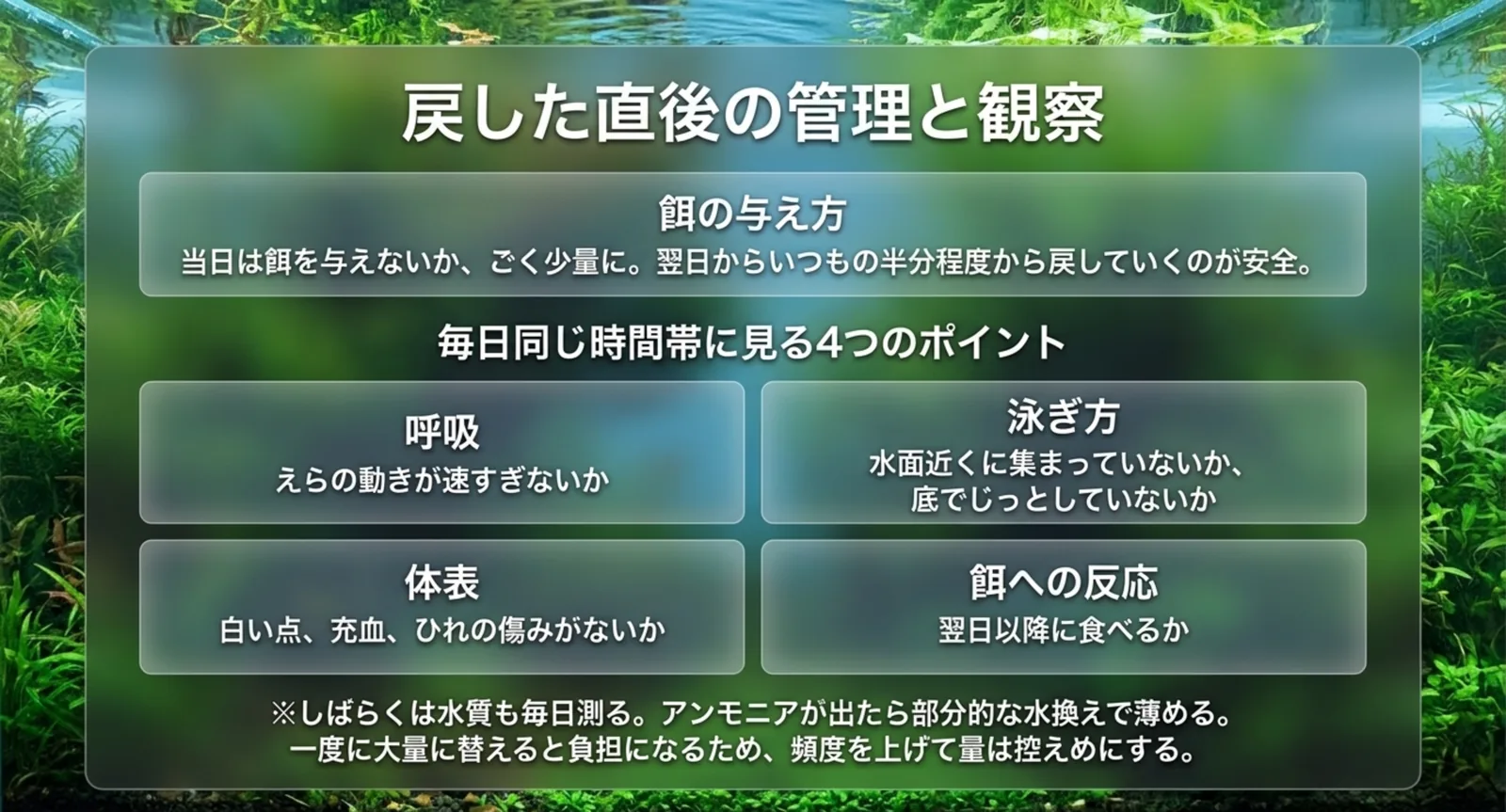 当日の餌は控えめにすることと、呼吸・泳ぎ方・体表・餌への反応という四つの観察ポイントをまとめたスライド