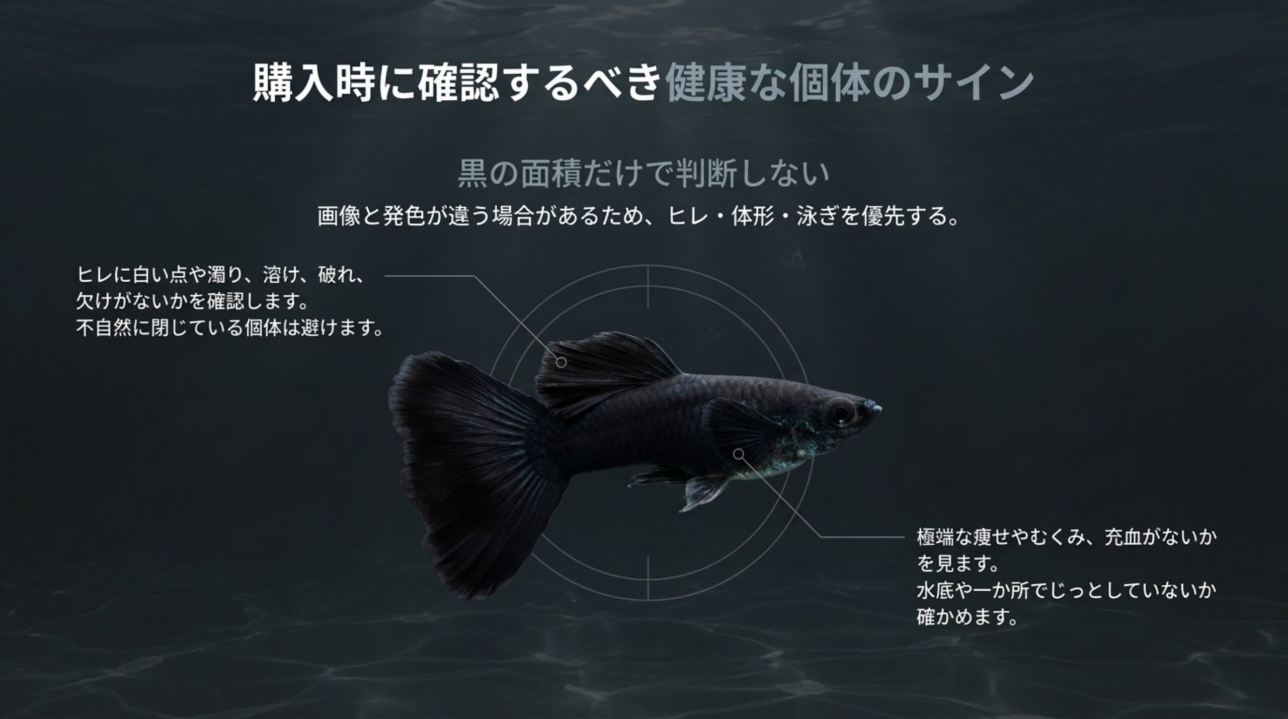 黒の面積だけで判断せず、ヒレの白い点や破れ、痩せやむくみ、泳ぎ方を確かめるポイントを示したスライド