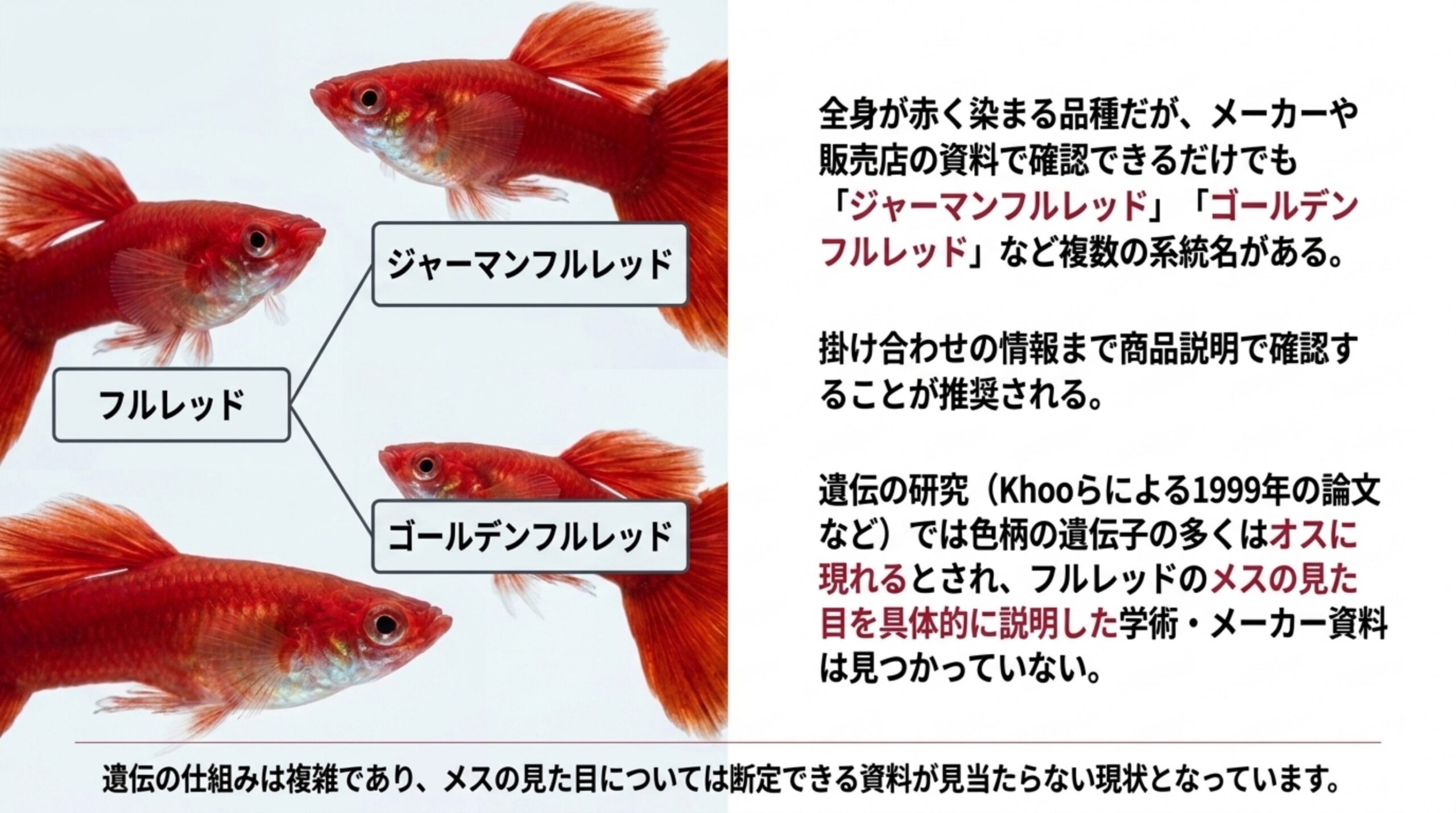 フルレッドからジャーマンフルレッドとゴールデンフルレッドの系統名に分かれる図と、メスの見た目を示した資料が見つかっていないことを書いたスライド