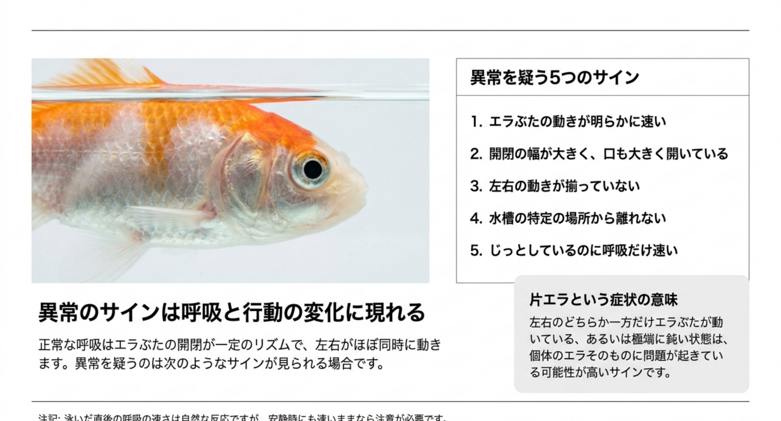 エラぶたの動きの速さや左右差など、金魚の呼吸の異常を疑う5つのサインを並べたスライド