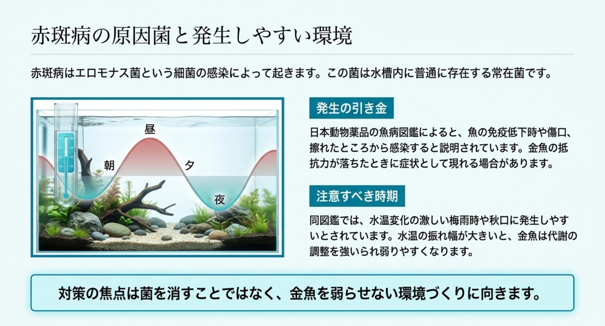 原因菌が水槽の常在菌であることと、水温変化の激しい梅雨時や秋口に出やすいことを示したスライド