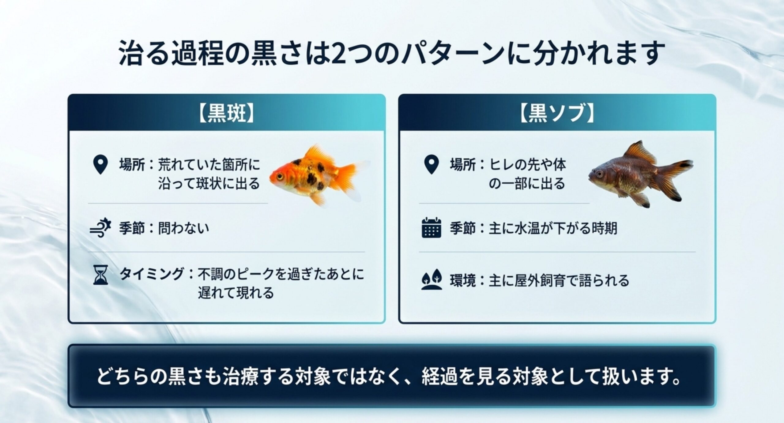 黒斑と黒ソブについて、黒が出る場所と季節、現れるタイミングを左右に並べて比較したスライド