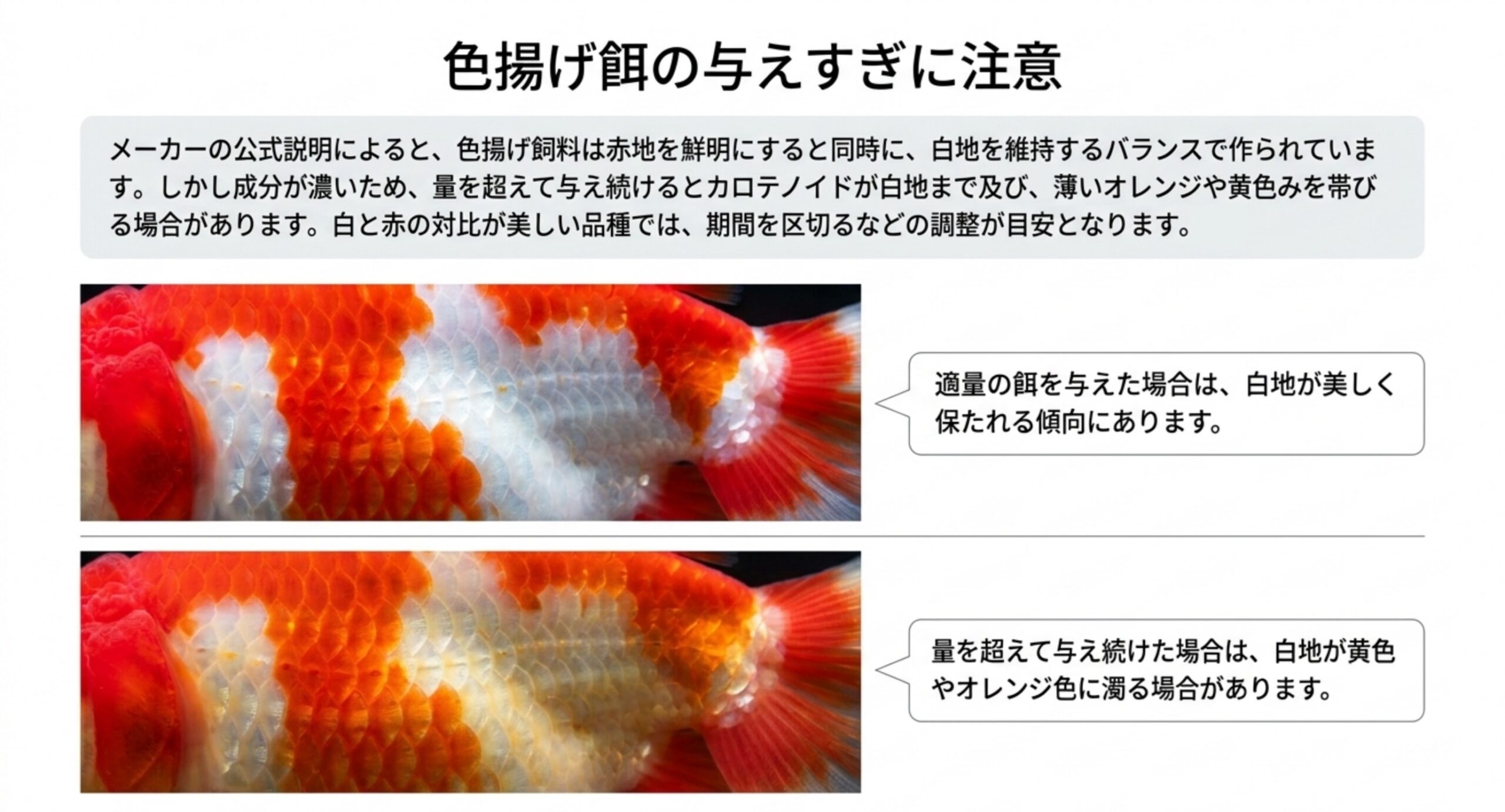 適量を与えた場合と量を超えて与え続けた場合で、金魚の白地の見え方がどう変わるかを比べたスライド