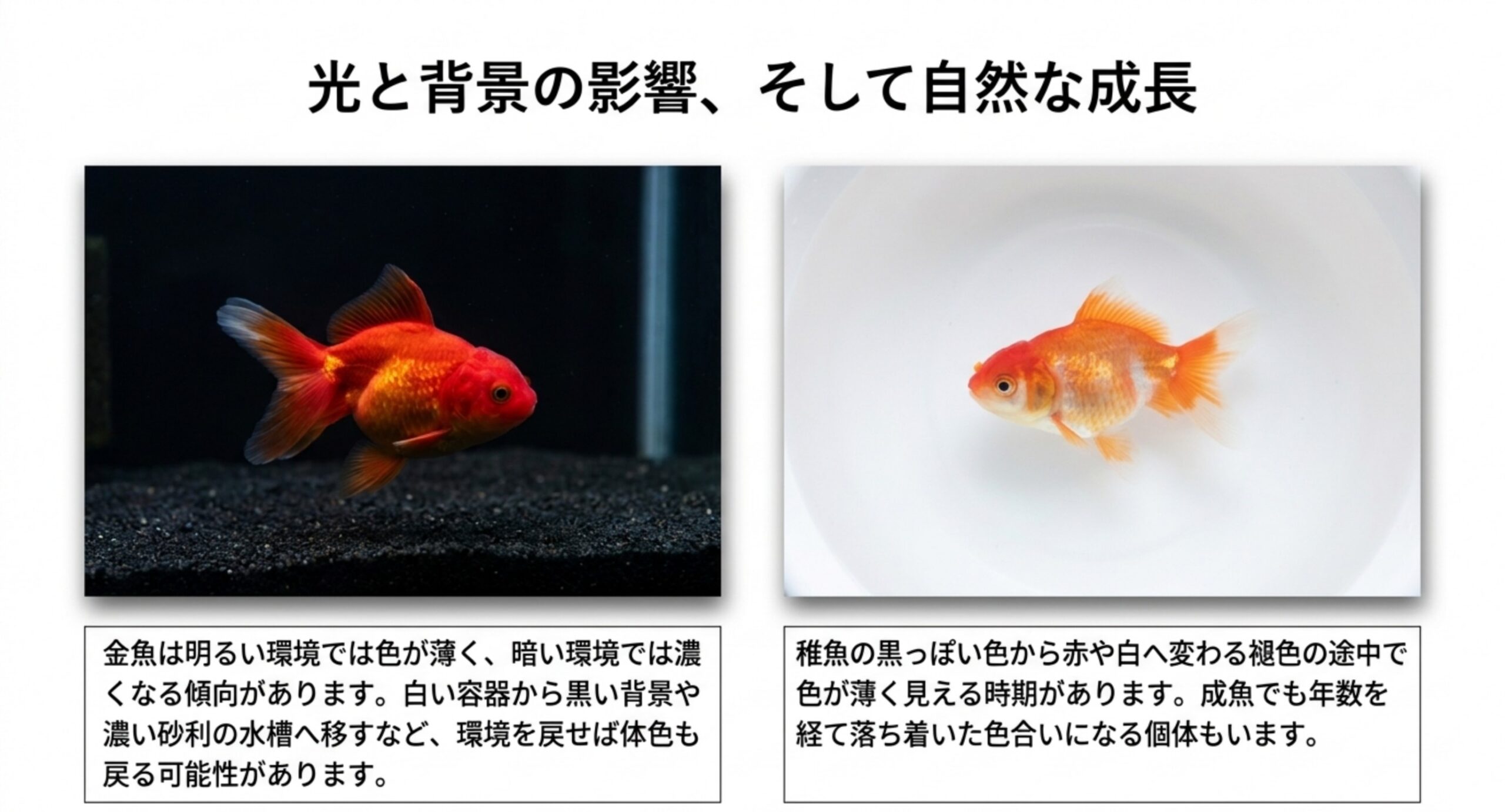 暗い背景の水槽と白い容器の金魚を並べ、環境の明るさで体色の見え方が変わることを示したスライド