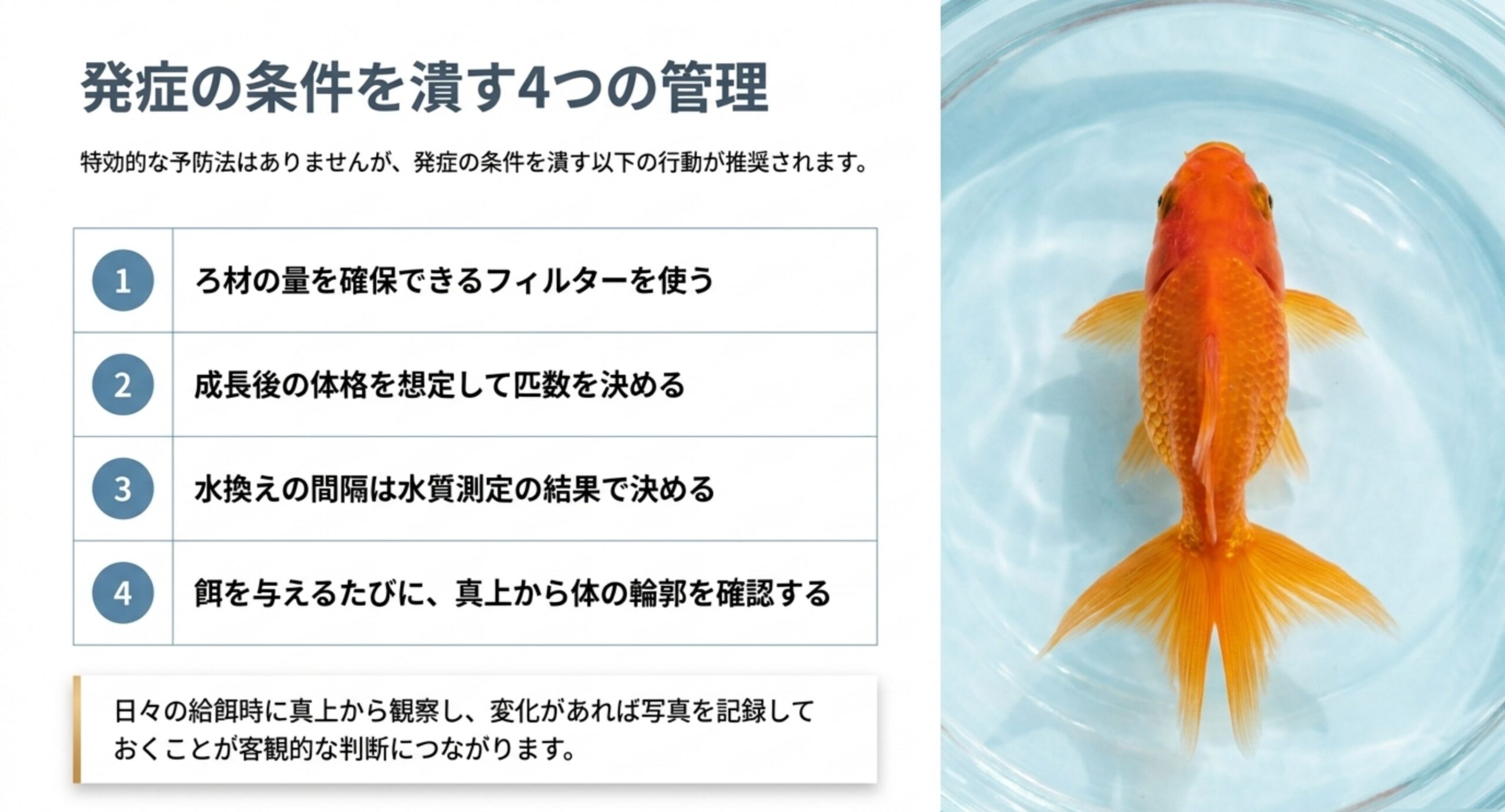 ろ材の量・匹数・水換えの間隔・真上からの確認という予防のための4つの管理を並べたスライド
