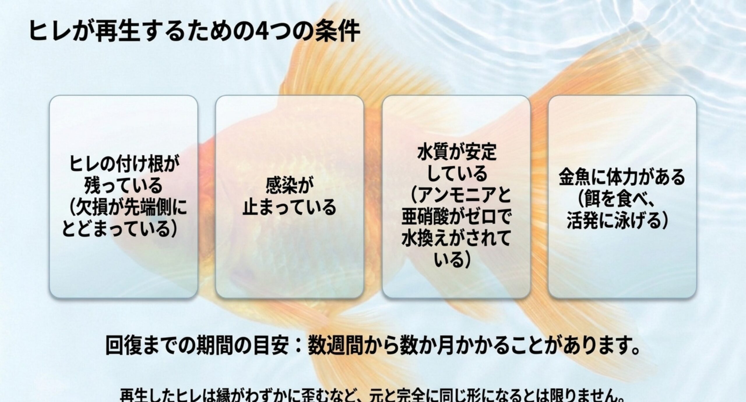 ヒレの付け根が残っている・感染が止まっている・水質が安定している・体力があるという4条件を並べたスライド