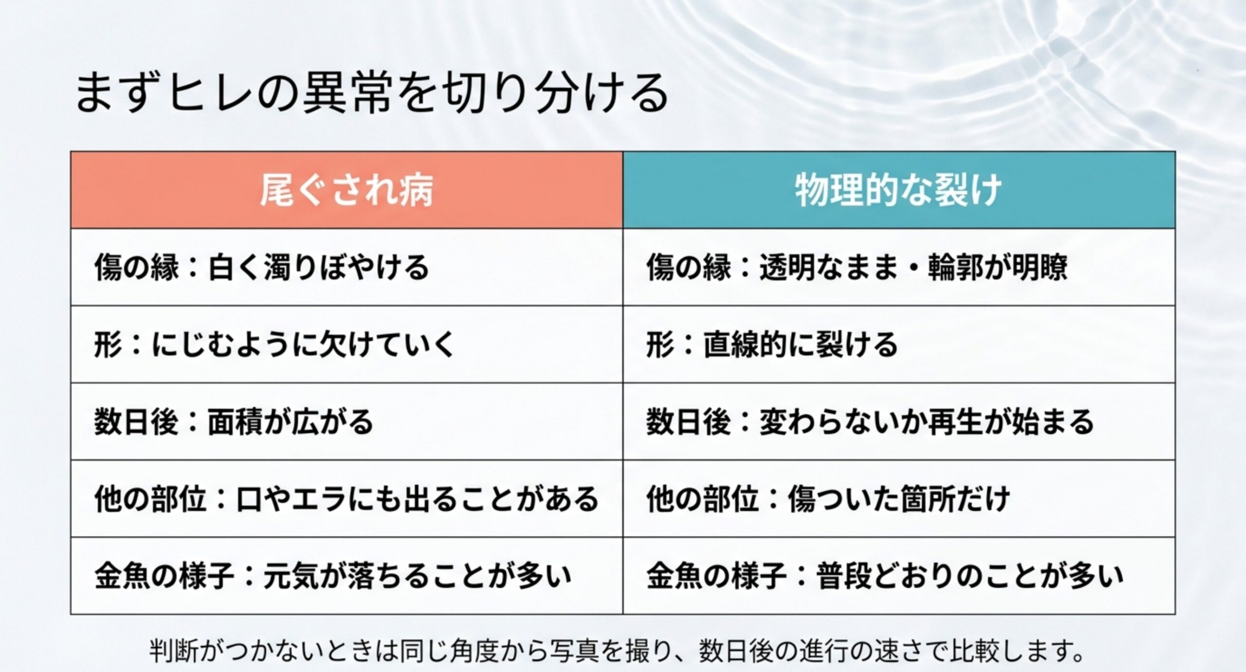 傷の縁・形・数日後の変化・他の部位・金魚の様子の5項目で尾ぐされ病と物理的な裂けを並べて比べた表のスライド