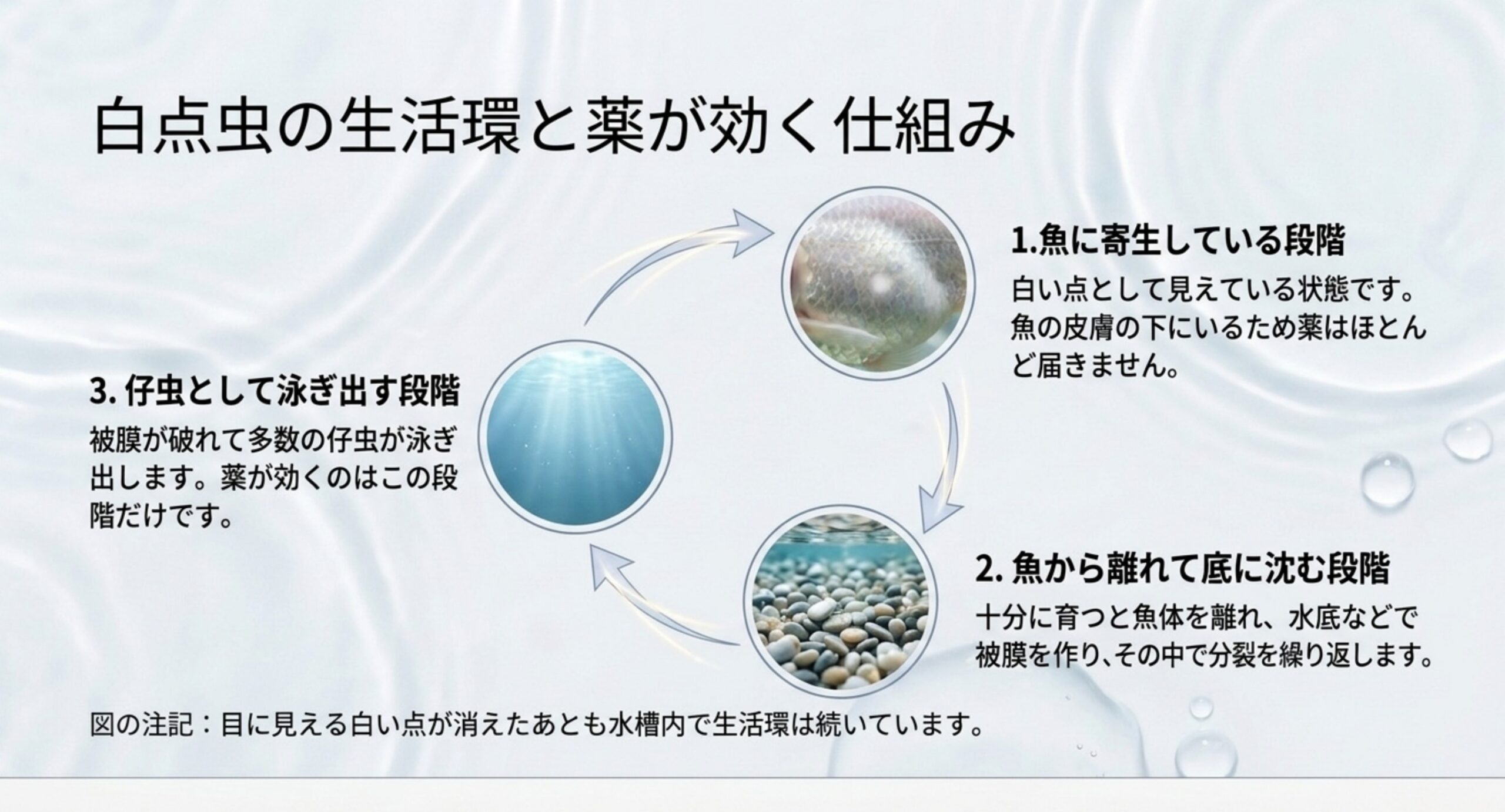 白点虫が魚に寄生する段階・底に沈んで被膜を作る段階・仔虫として泳ぎ出す段階をたどる循環図のスライド