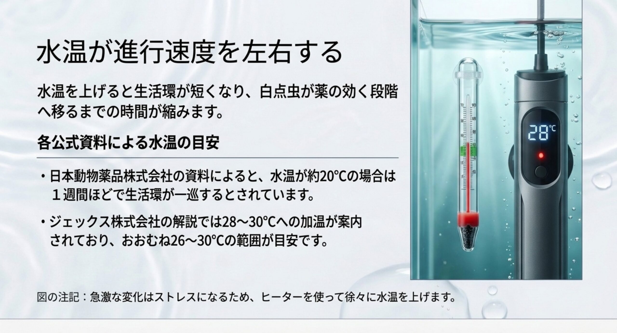 水温が約20℃なら1週間ほどで生活環が一巡し、加温の目安はおおむね26〜30℃であることを示したスライド
